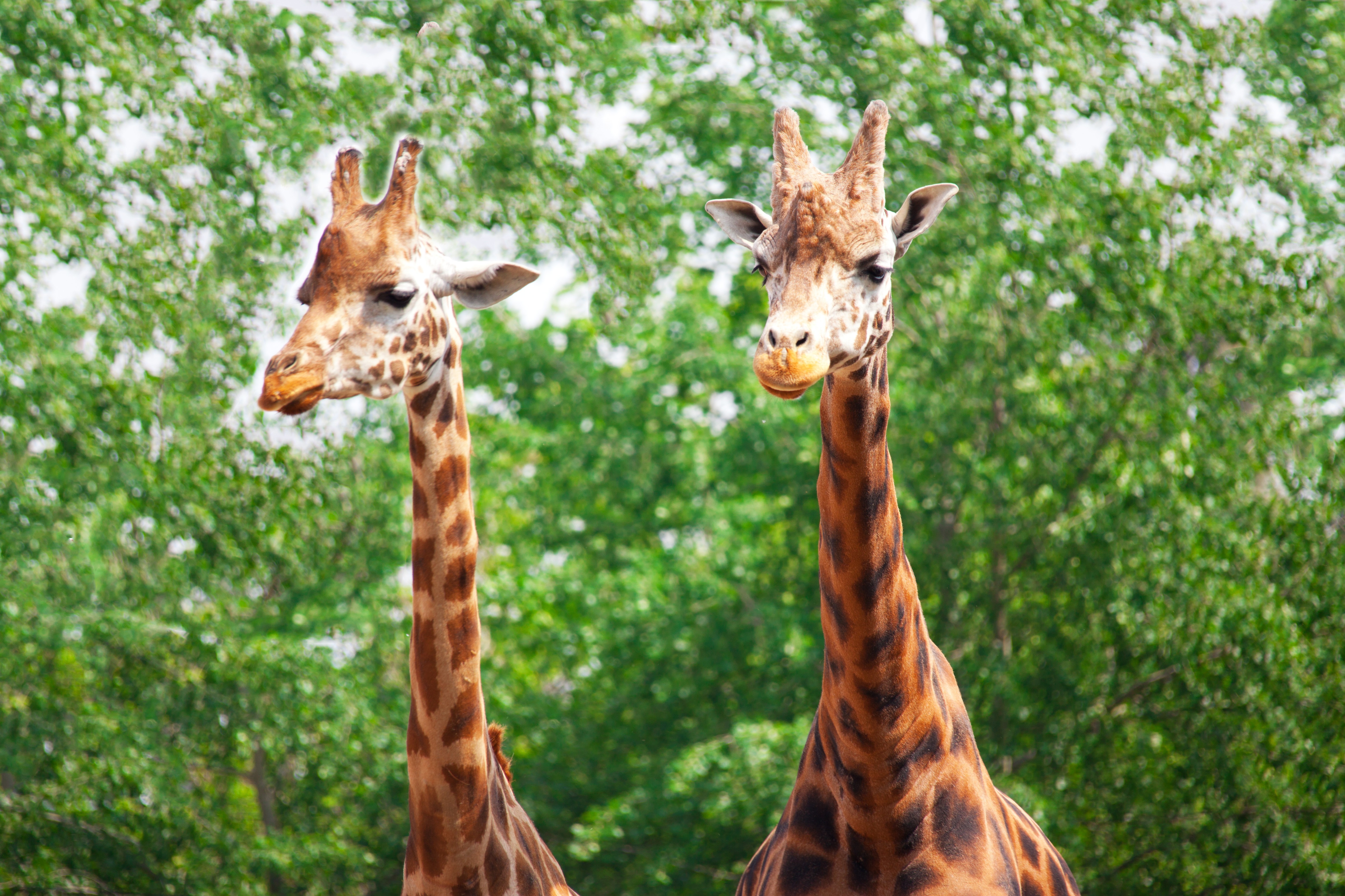 Free Images : forest, animal, wildlife, wild, zoo, africa, couple ...