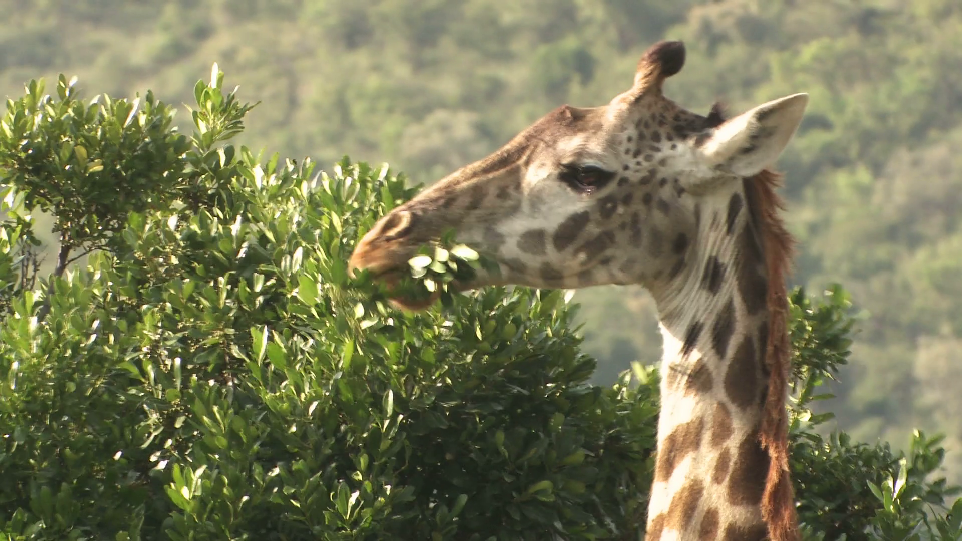 Giraffe eating from a tree Stock Video Footage - VideoBlocks