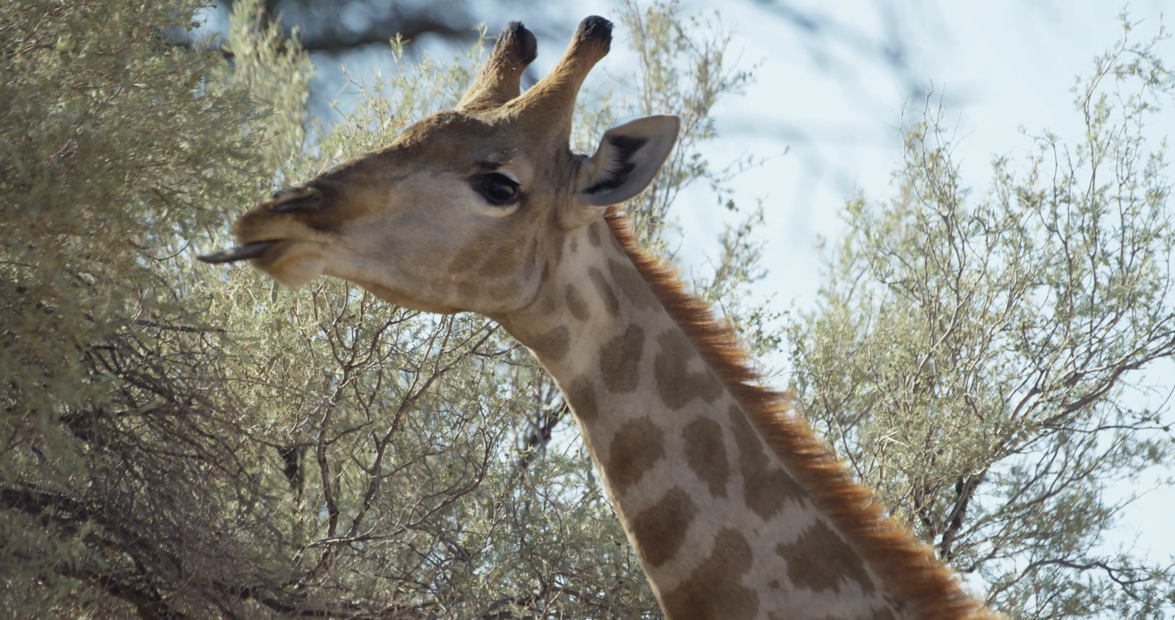 Giraffe - eating from thorn tree Stock Video Footage - VideoBlocks