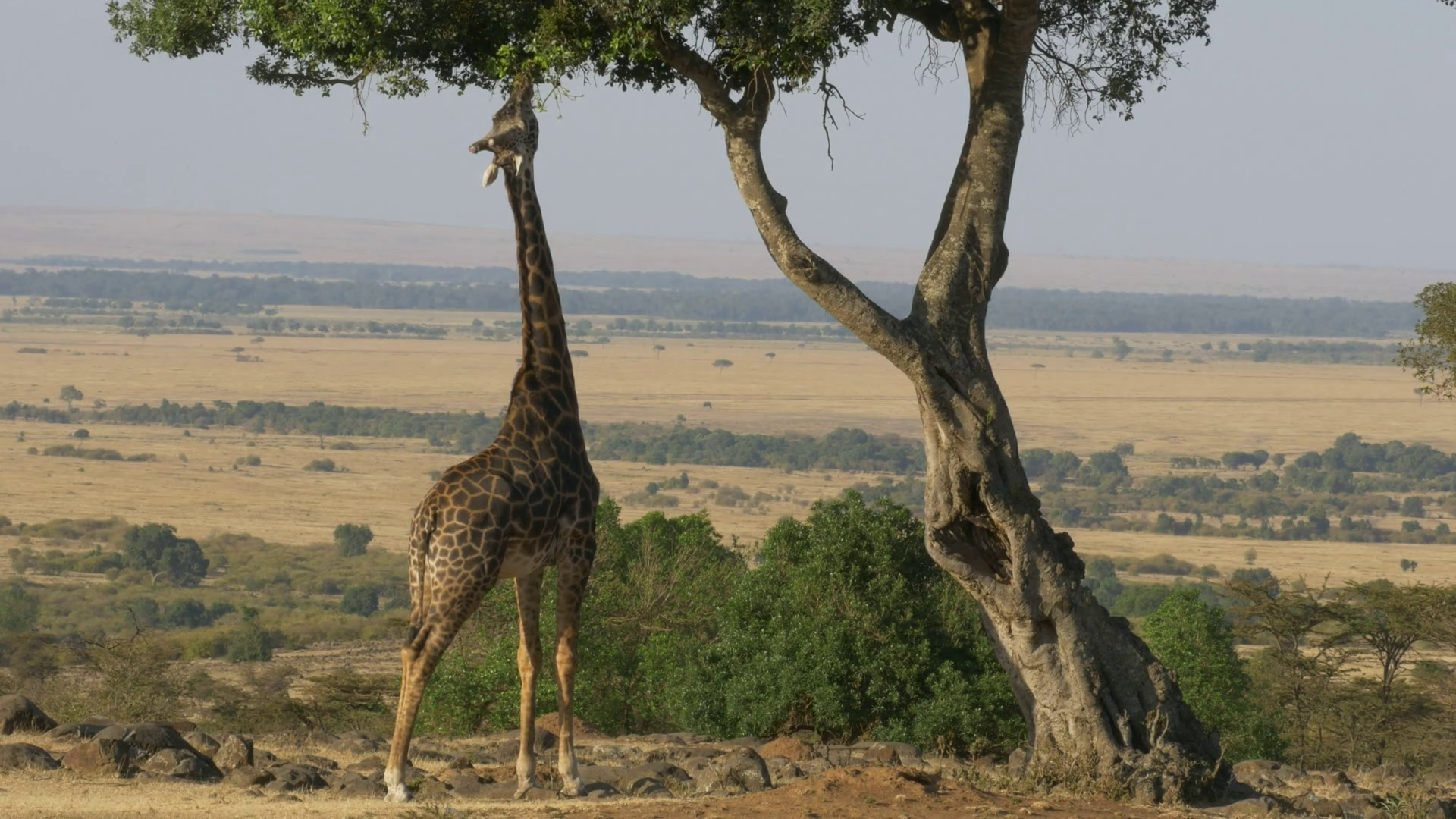 Giraffe eats plant leaves, Masai Mara, safari Kenya, close up Stock ...