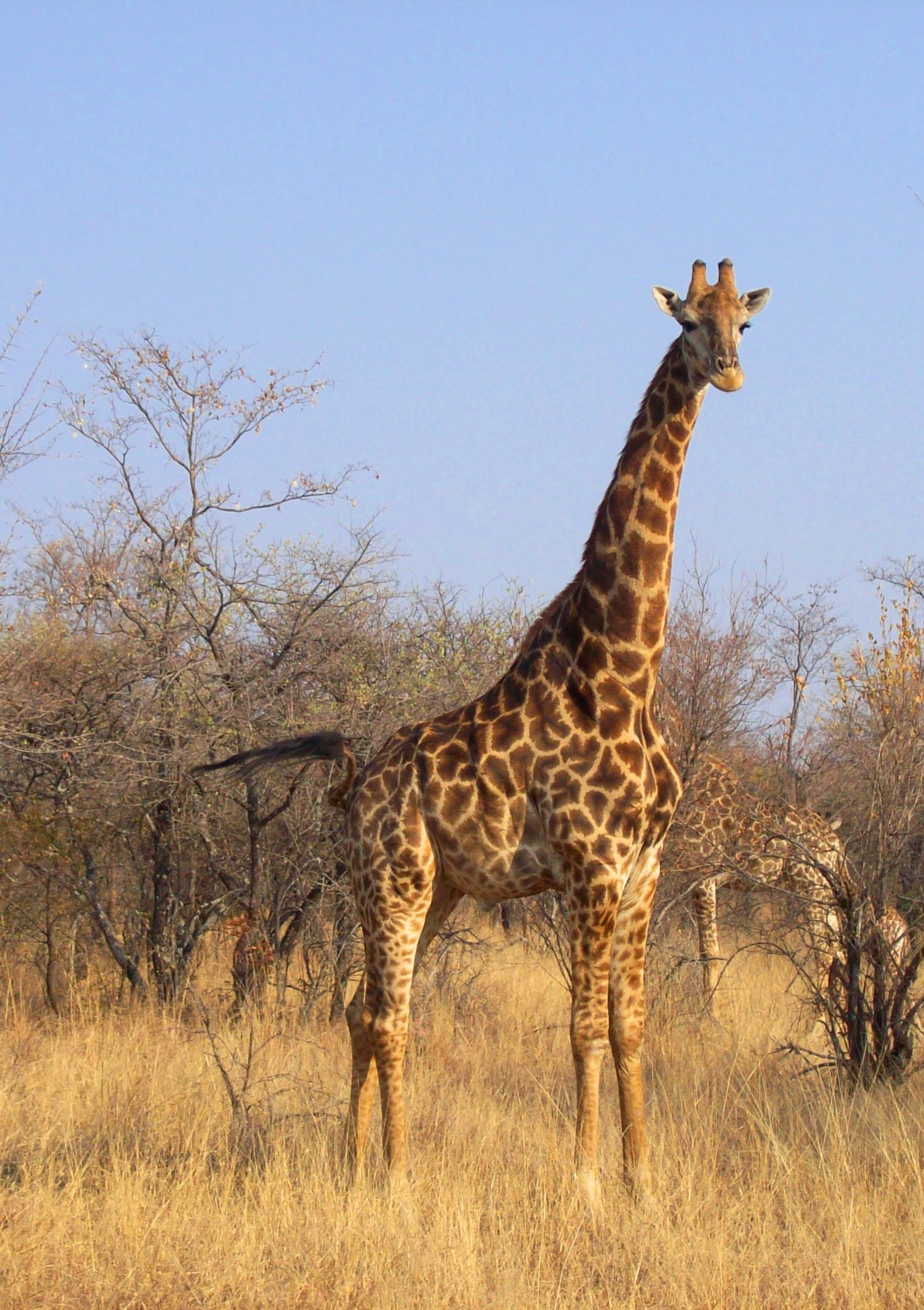 Giraffe in national park photo