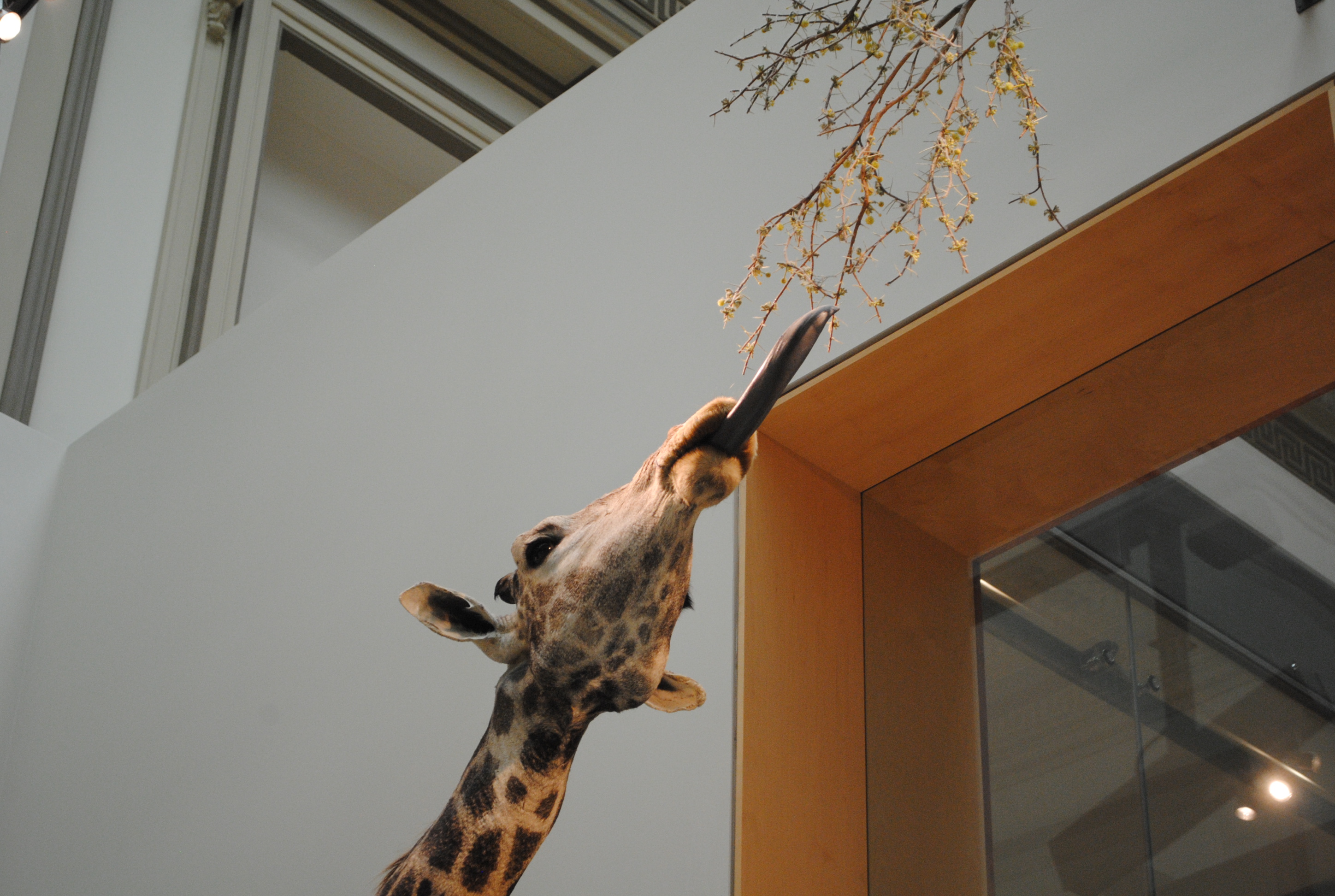 Giraffe in the building photo
