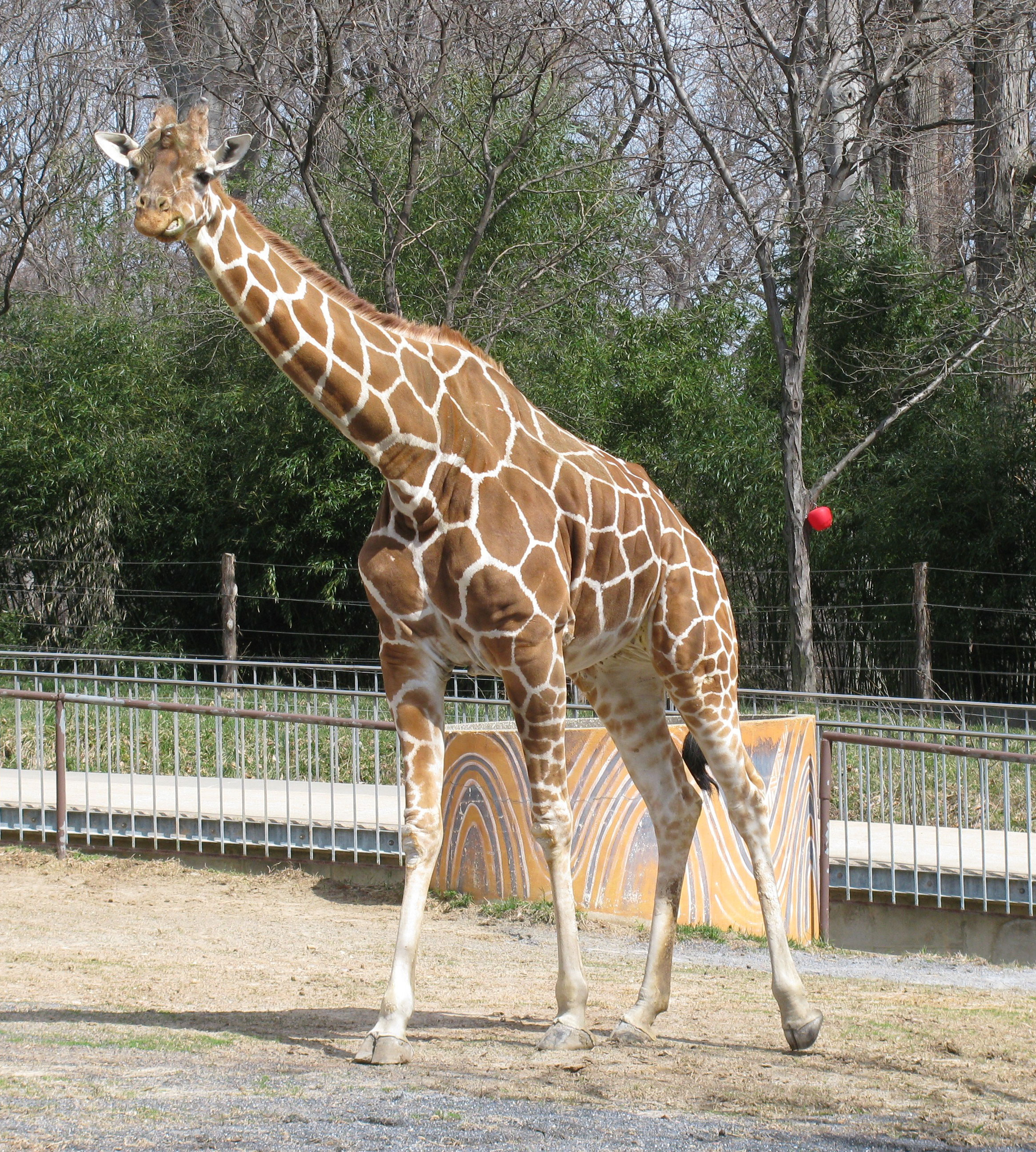 Maryland Zoo Mourning Loss of Giraffe Zoe | The Maryland Zoo in ...