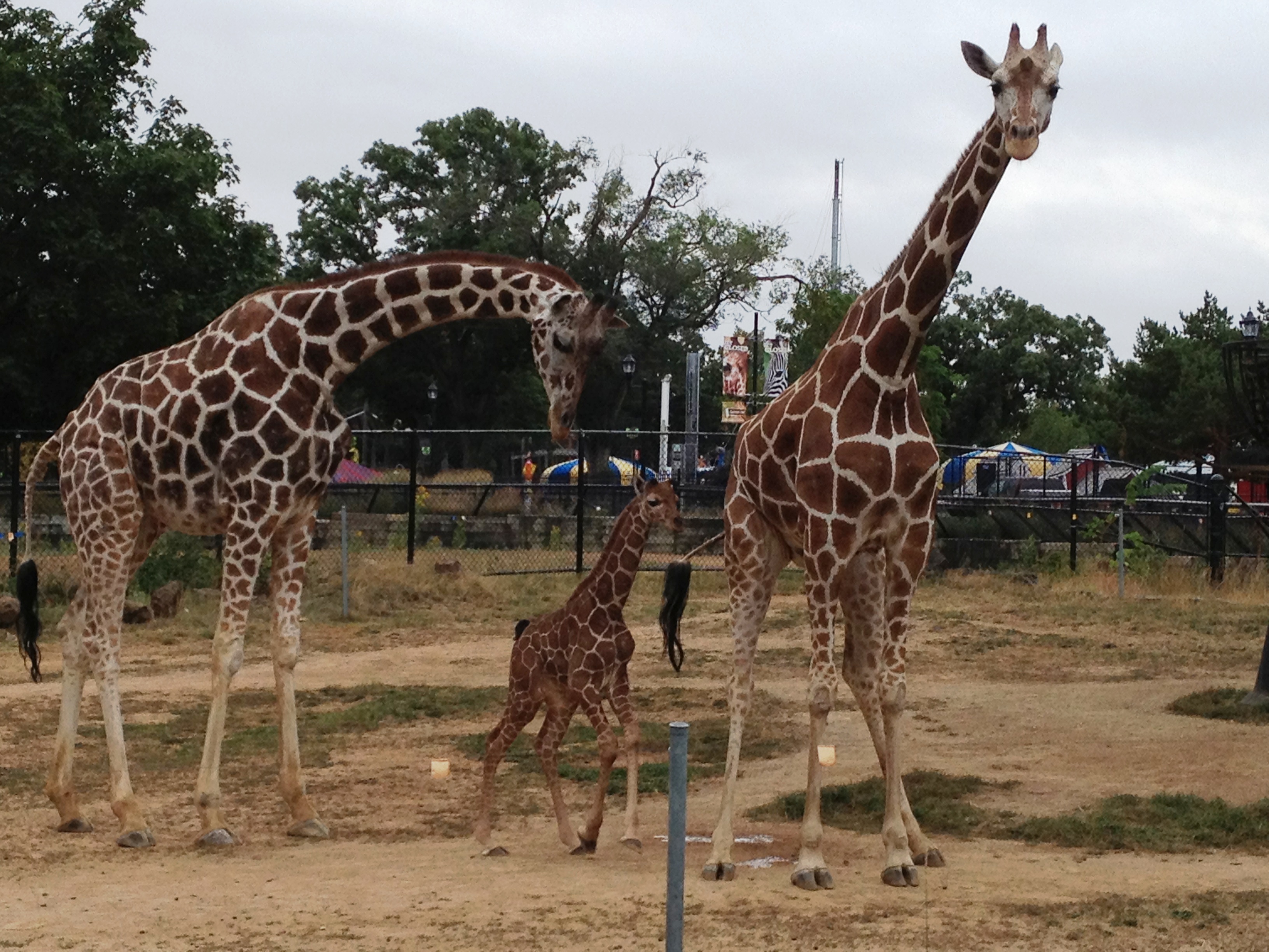 Baby Giraffe Makes Public Debut! - Como Park Zoo and Conservatory ...
