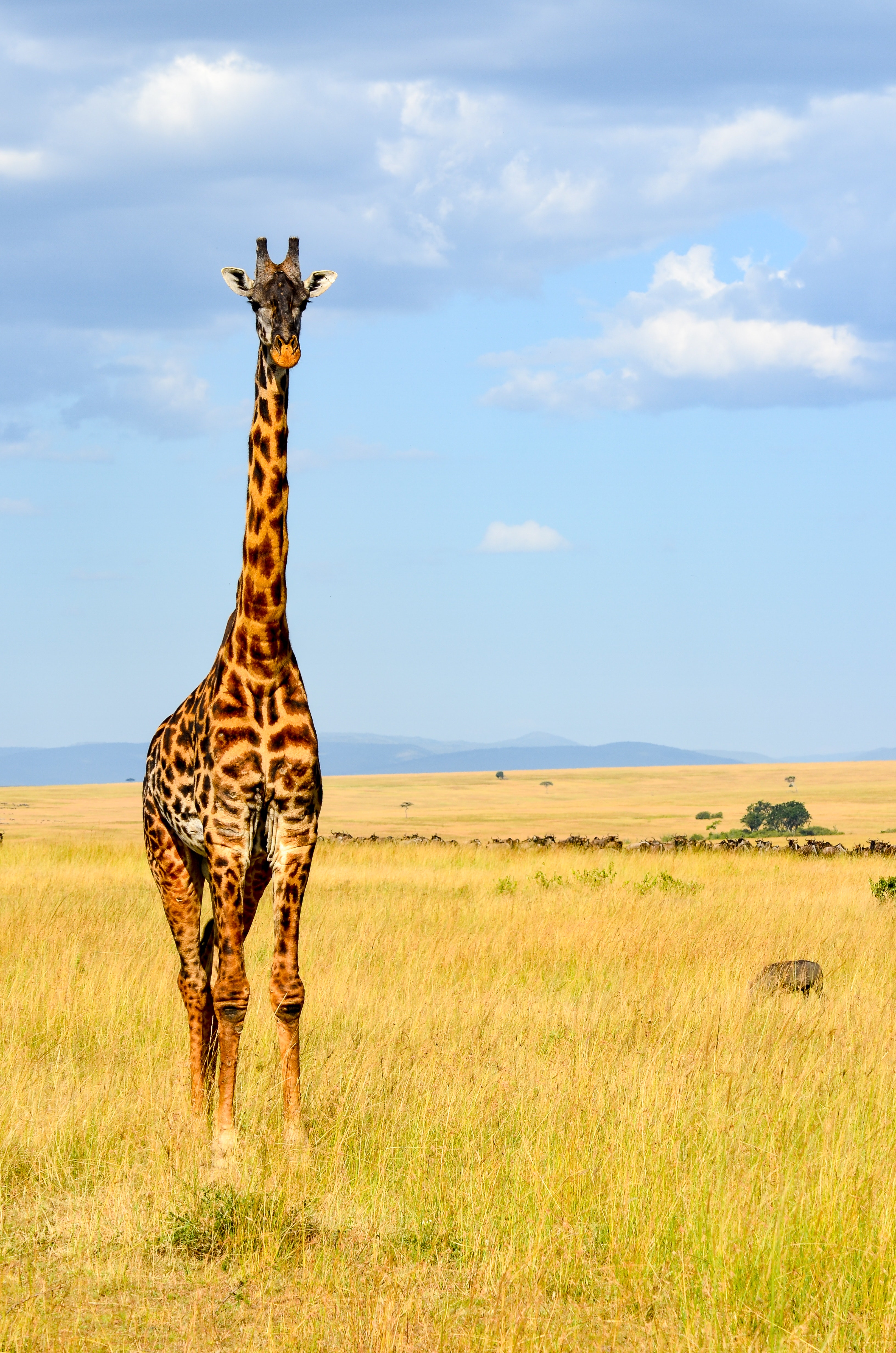 Giraffe standing on grass photo