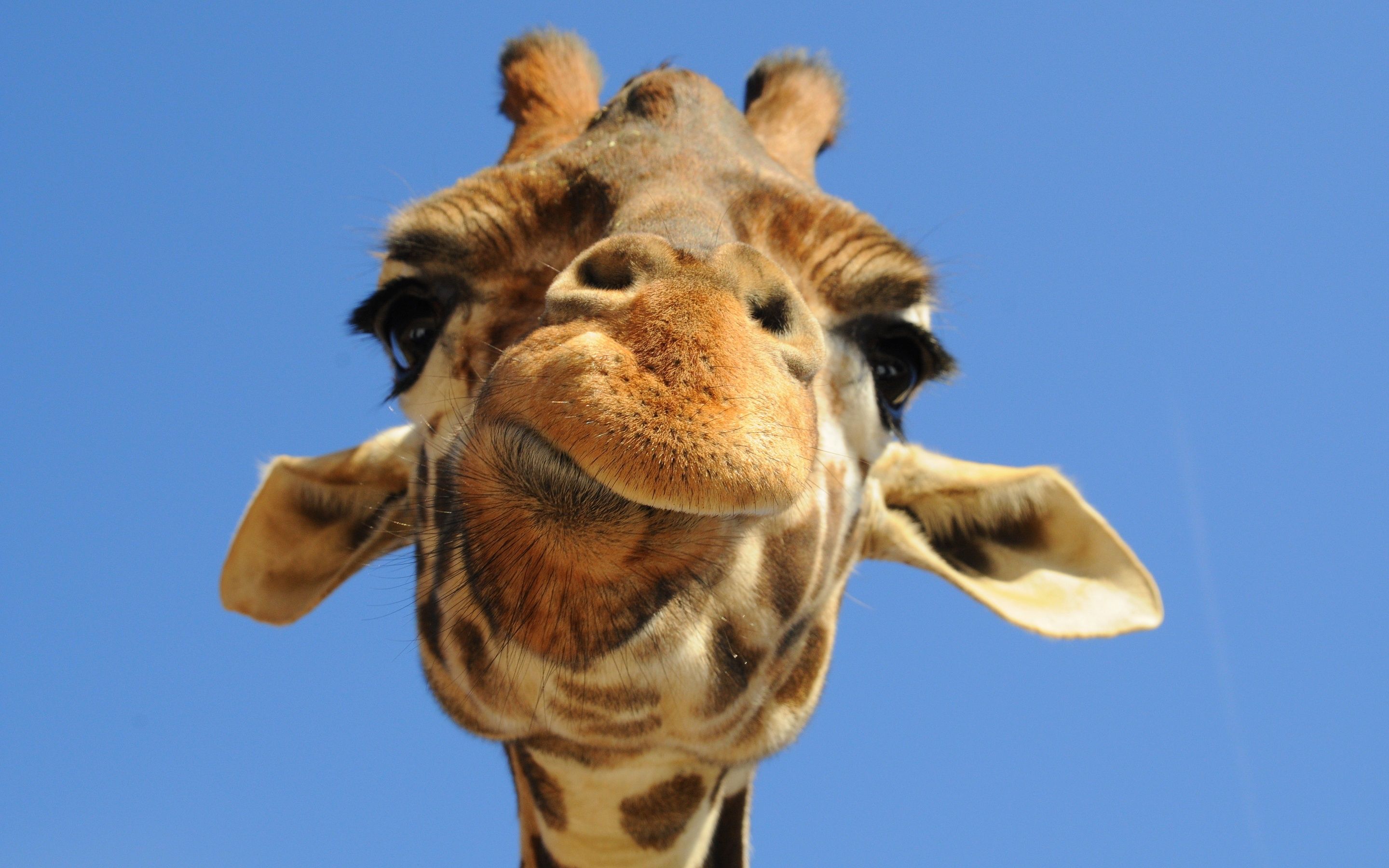 Giraffe Wallpaper | Wallpaper | Pinterest | Giraffe, Giraffe facts ...