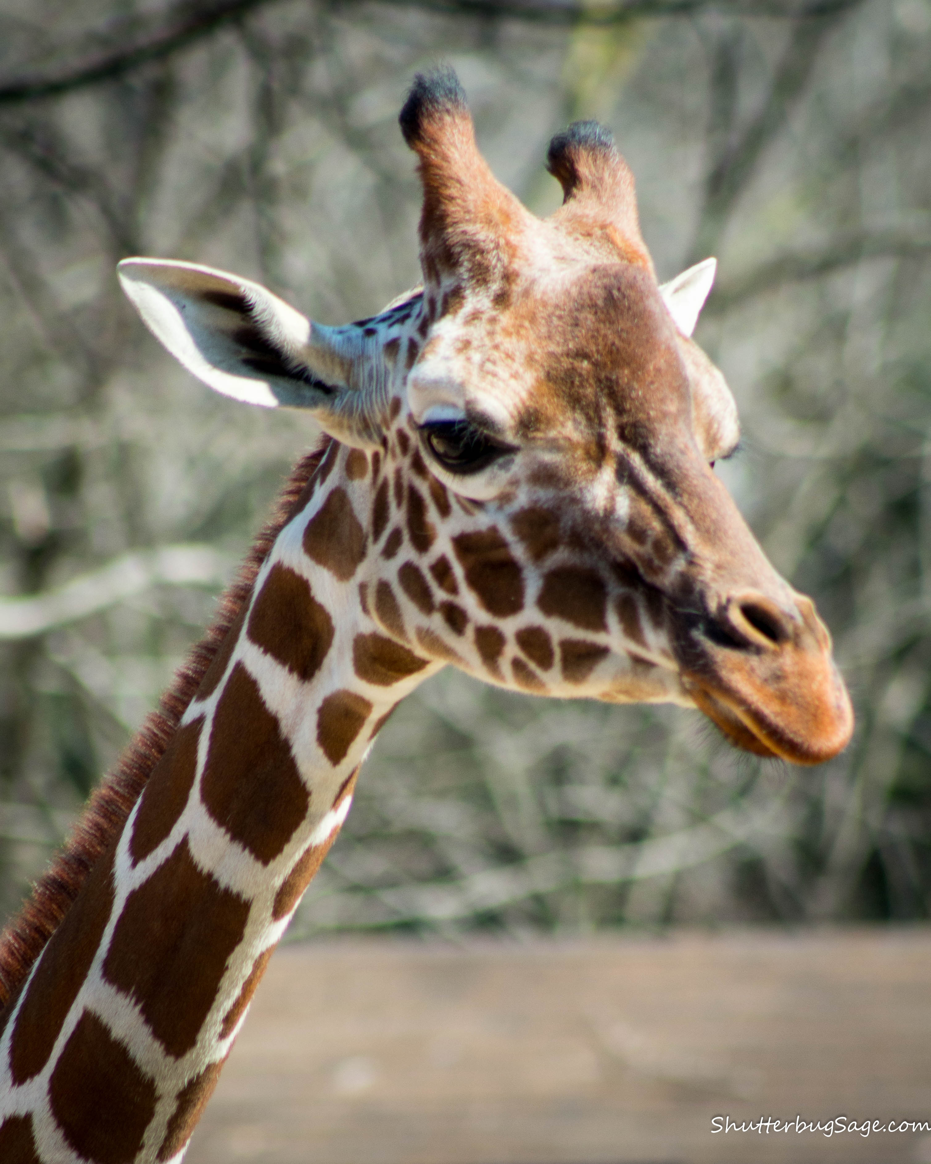 One Thing, Three Ways: Giraffes at Zoo Atlanta | ShutterbugSage.com