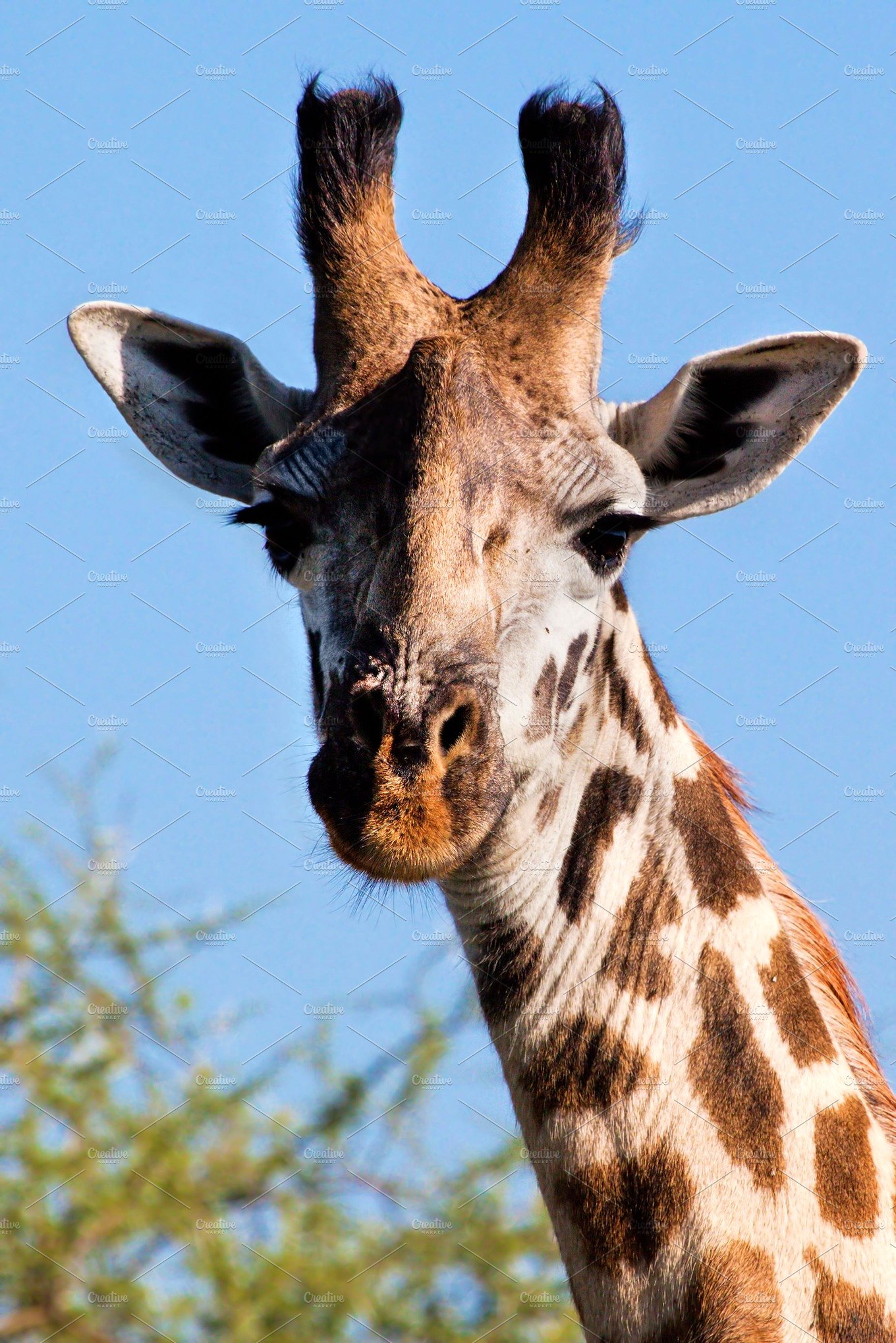 Giraffe portrait, Tanzania, Africa ~ Animal Photos ~ Creative Market