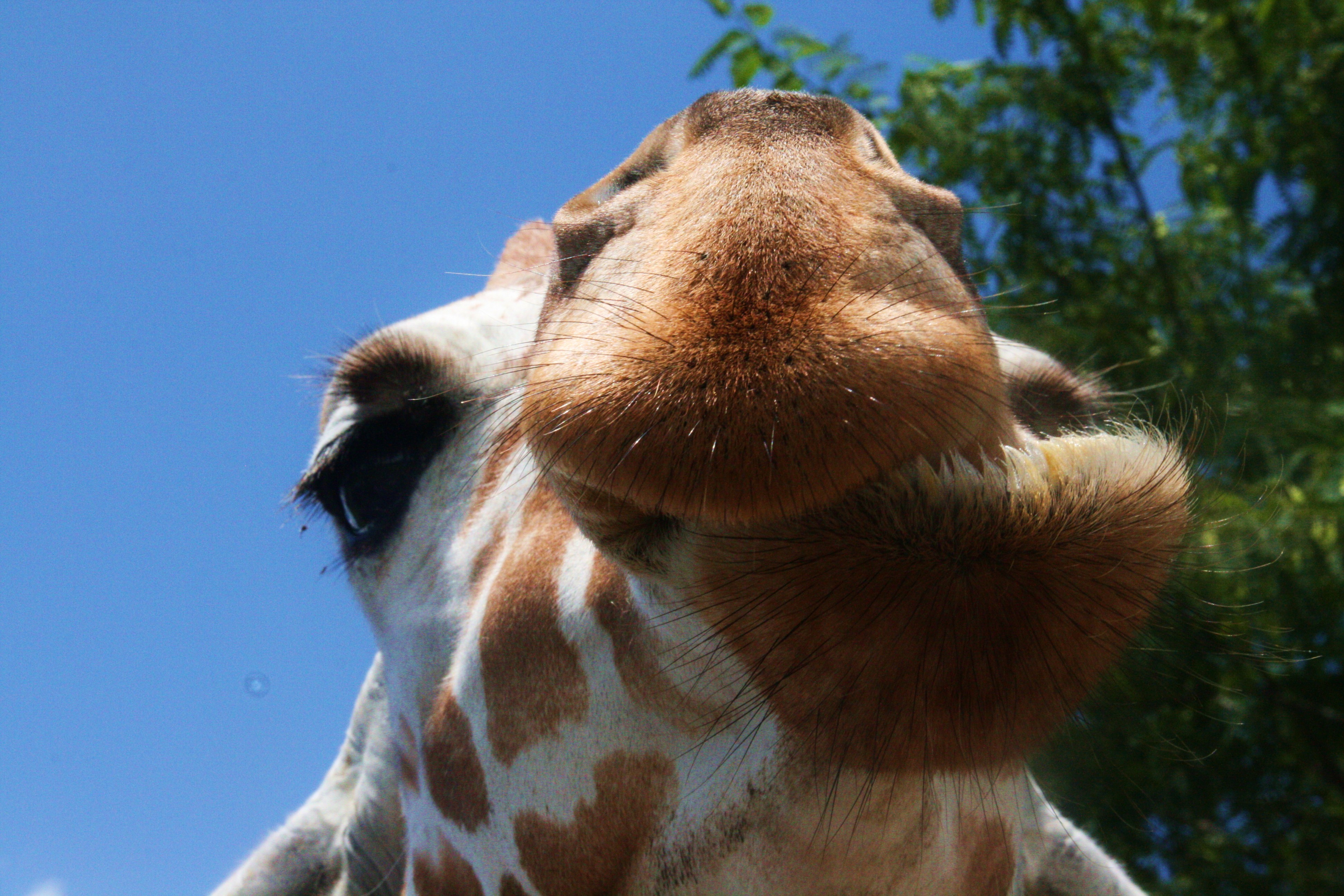 Giraffe Up Close 3 by AllyLovesPearls-x on DeviantArt