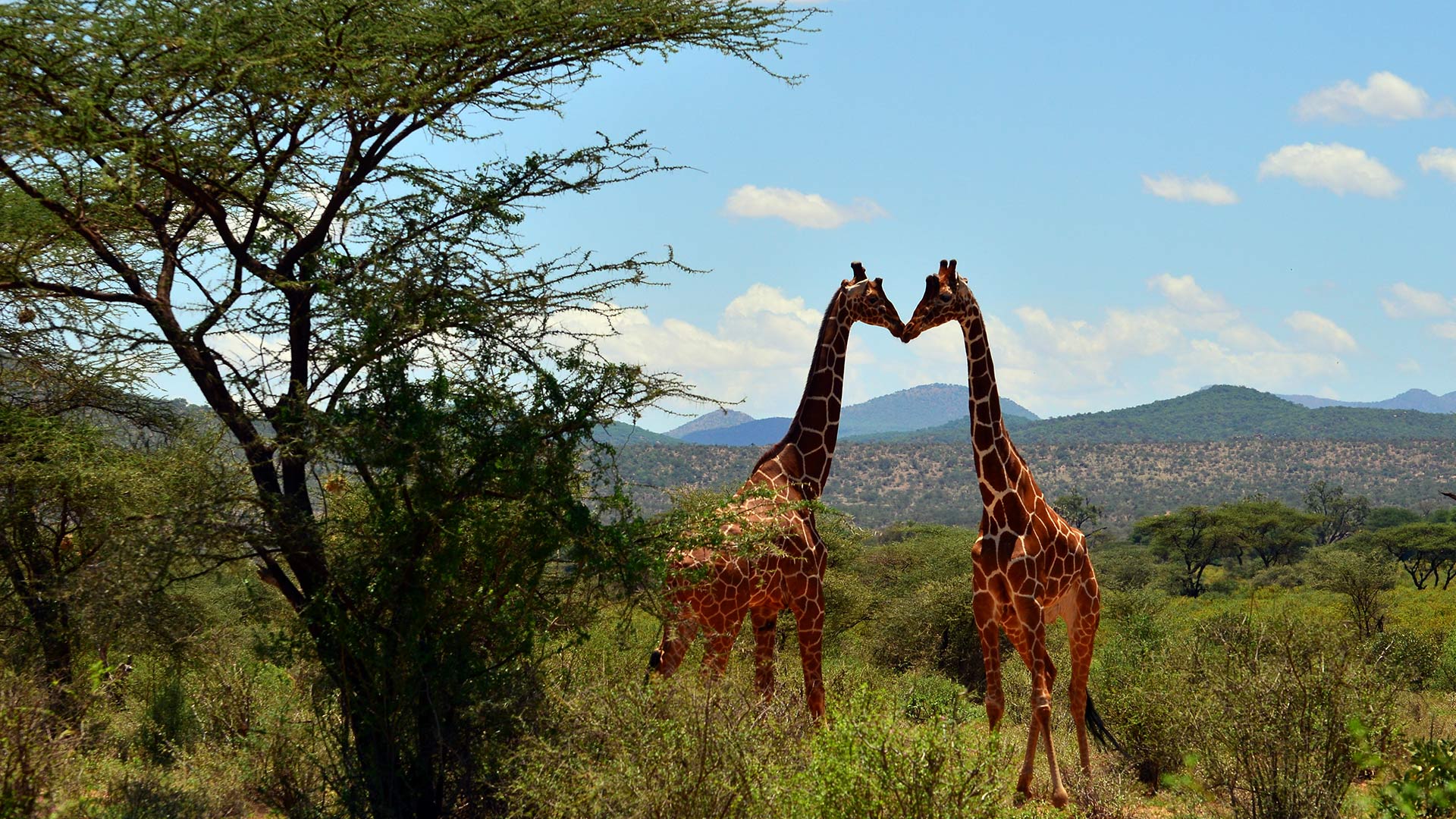 Giraffes: The Forgotten Giants: Giraffes: What You Can Do To Help