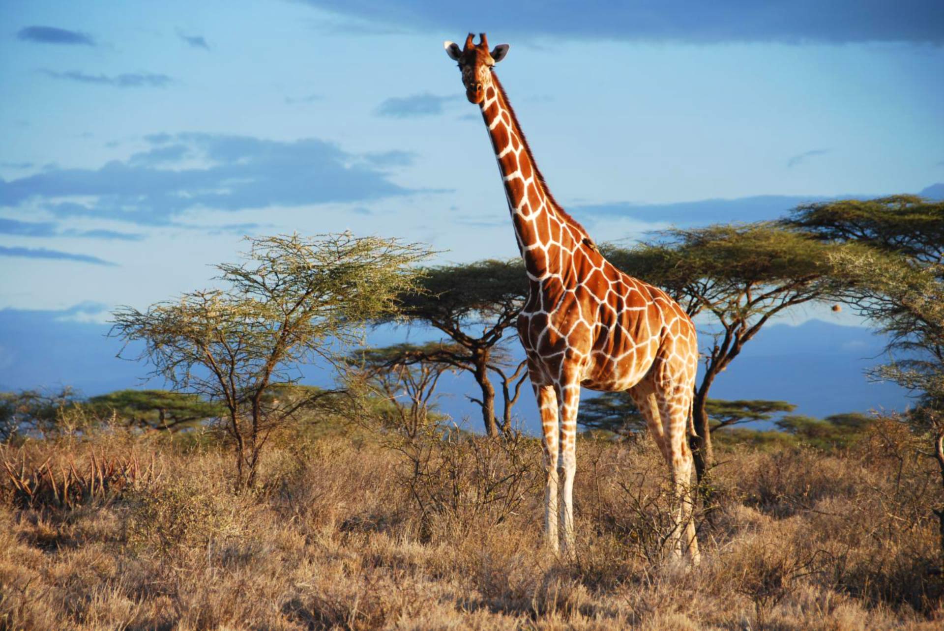 Genetic Analysis Reveals Four Distinct Giraffe Species Instead of ...