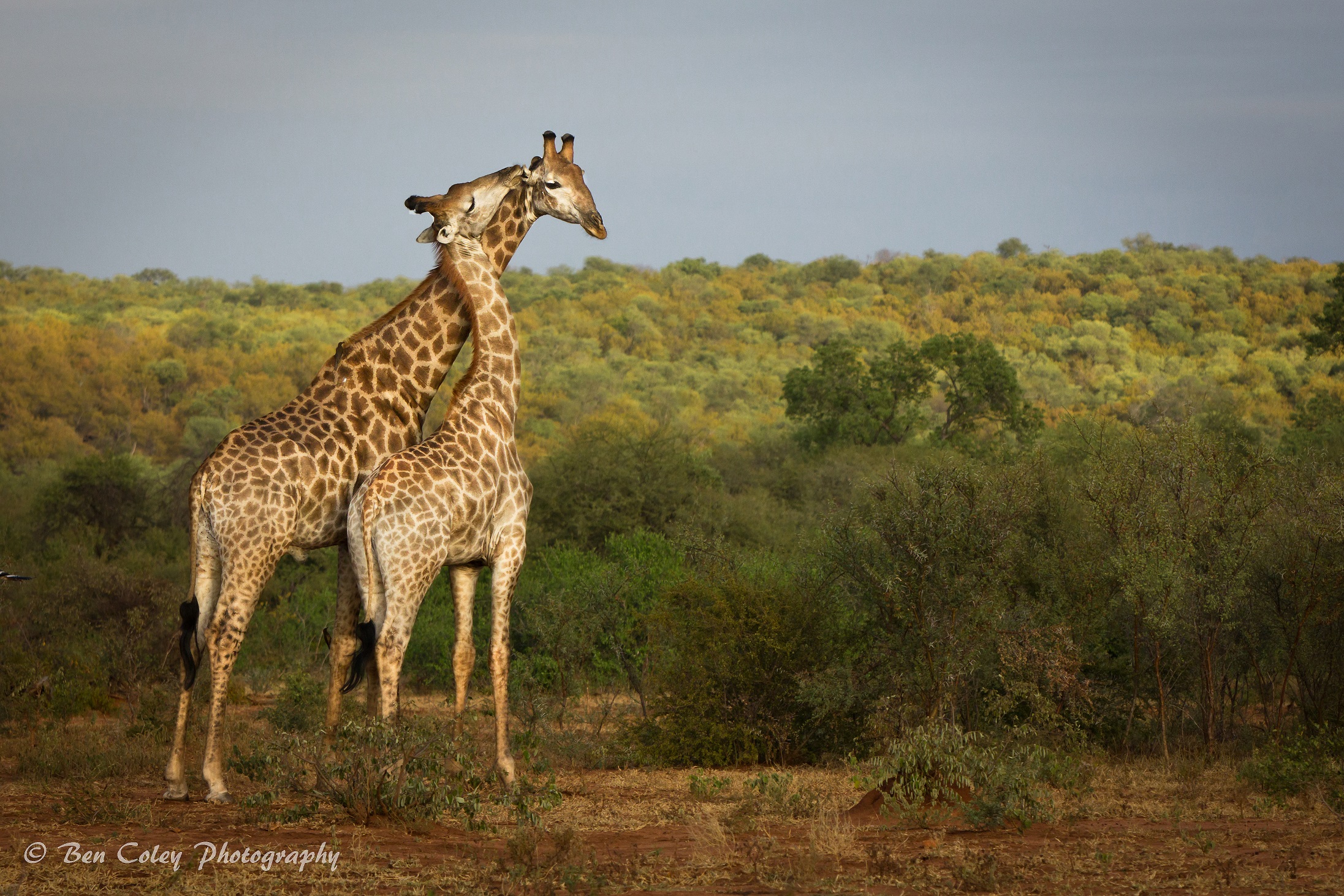 A pain in the neck for giraffes - Africa Geographic