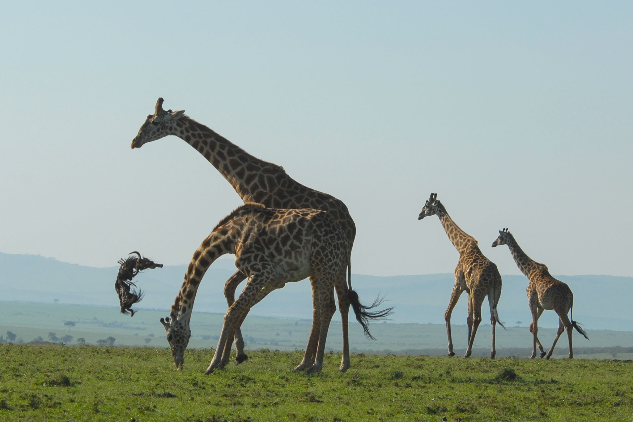 Giraffe Tosses Dead Wildebeest Around in Bizarre Pictures