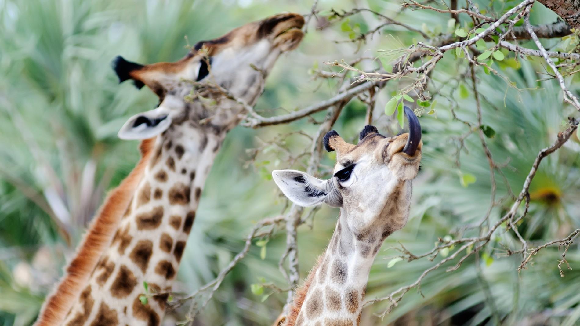 giraffe-pair-eating.ngsversion.1411232116936.adapt.1900.1.jpg