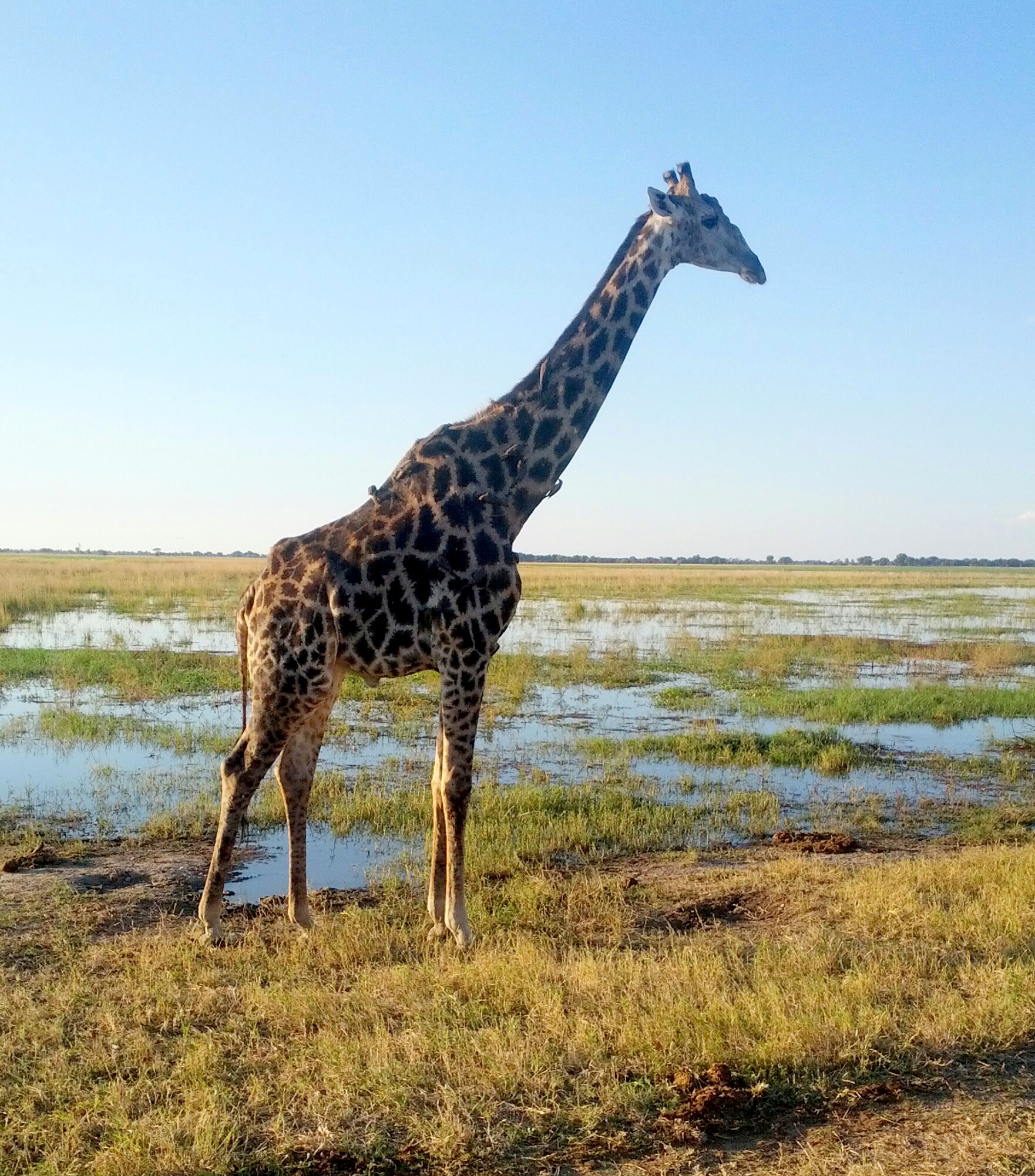 Safari Destinations - CHOBE - LAND OF THE GIRAFFES!