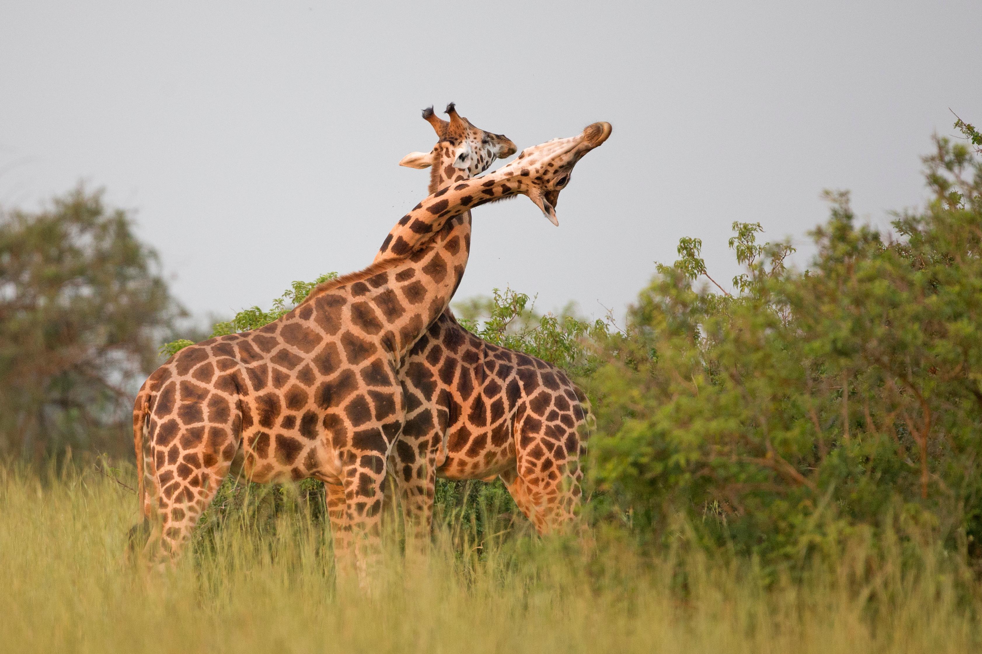 To Save Giraffes, We May Need to Put Our Necks Out | Science ...