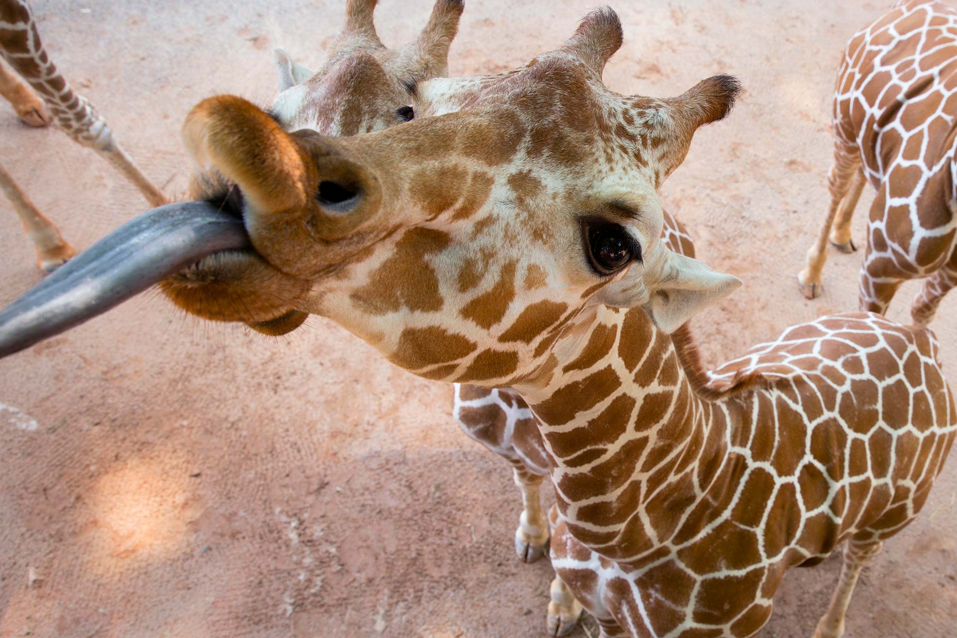 Giraffe - Zoo Atlanta