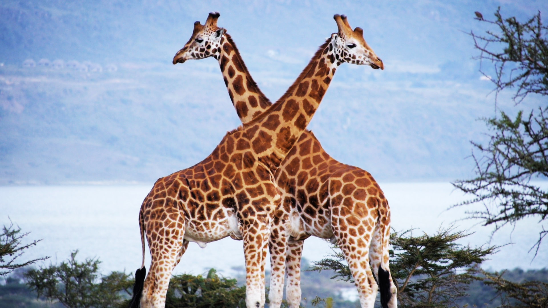 Can Ranching Save Giraffes? - Mission Critical Video - National ...