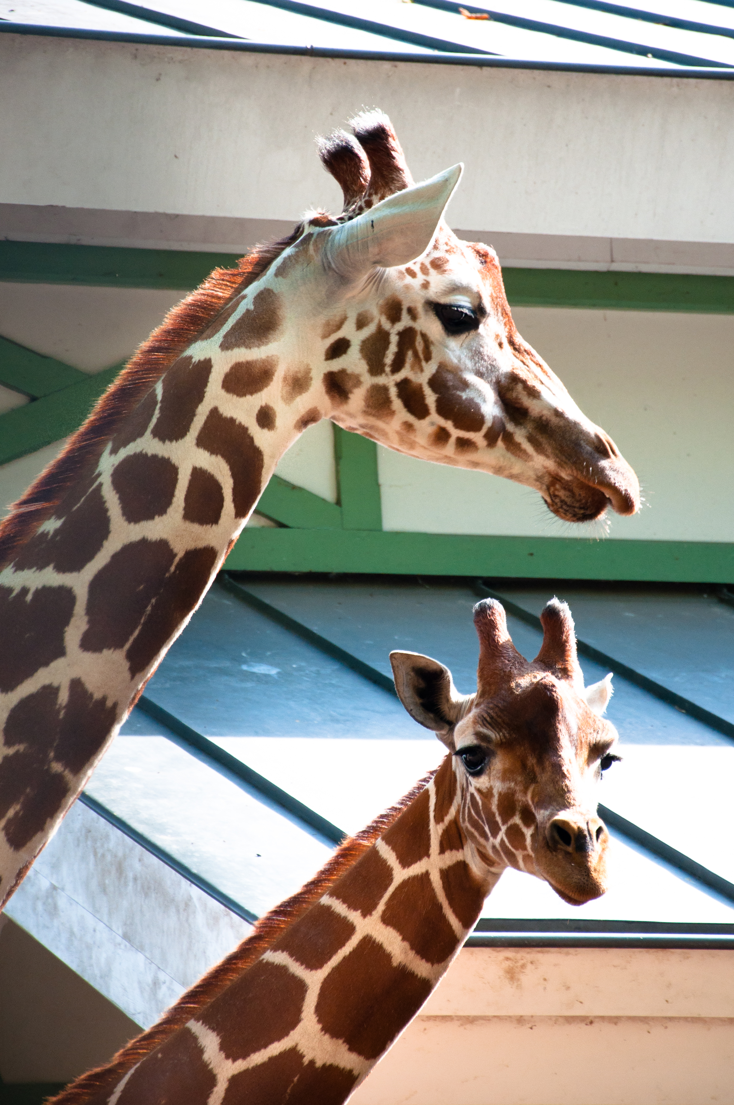 Giraffes in the zoo photo