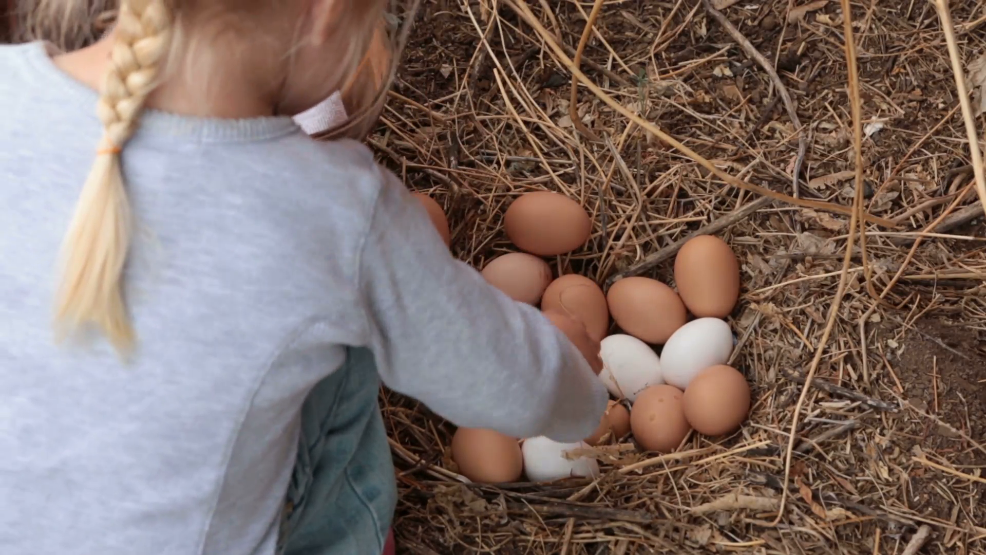 Young girl picking chicken eggs from outdoor nest. Sorting and ...