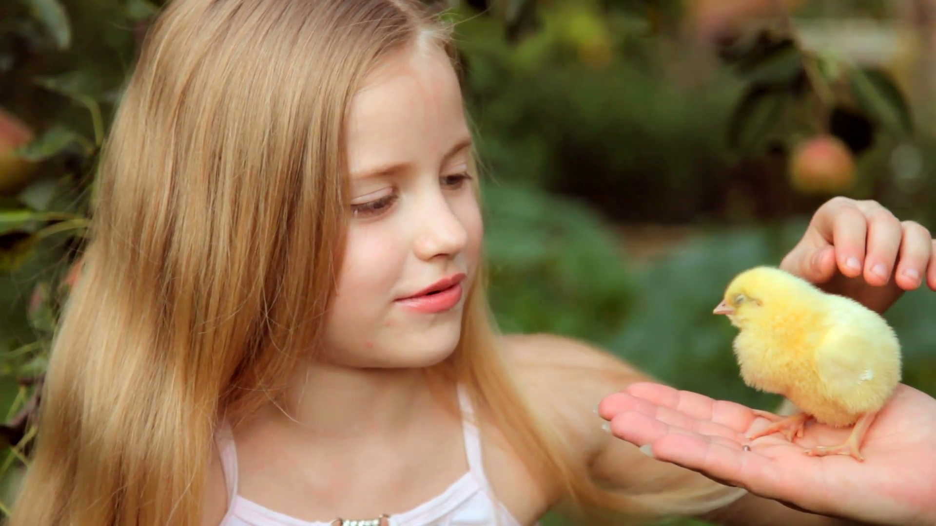 A little girl with chicken in his hands in the garden Stock Video ...