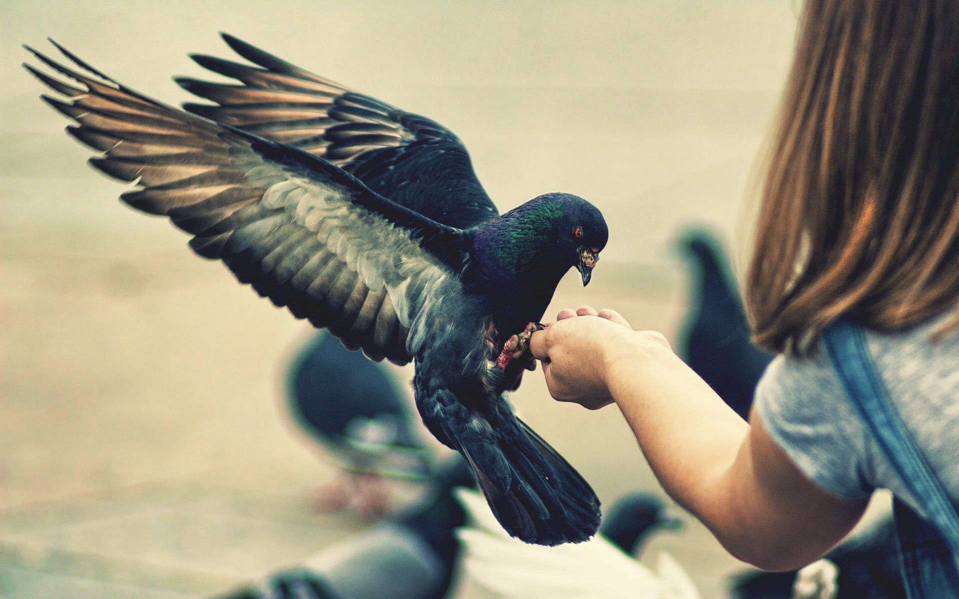 pigeons birds girl child mood | KUŞ ve Çocuk | Pinterest | Pigeon bird