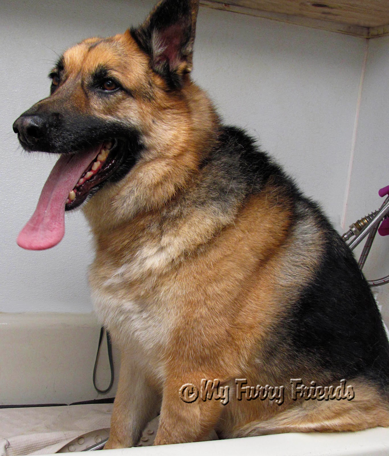 Pet Grooming: The Good, The Bad, & The Furry: Shaving a Shepherd