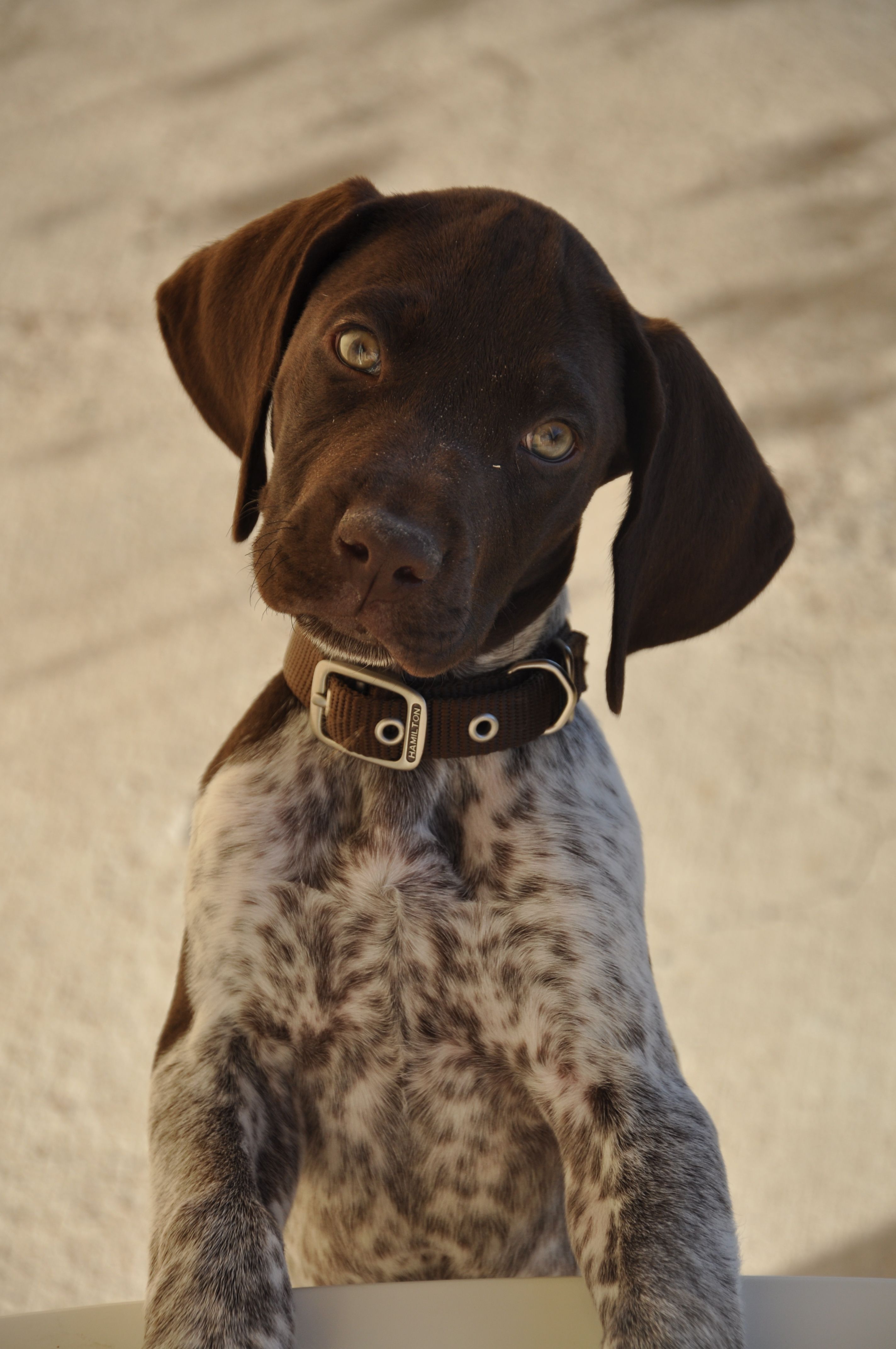 German Shorthaired Pointer. Chango listening closely | Woof ...