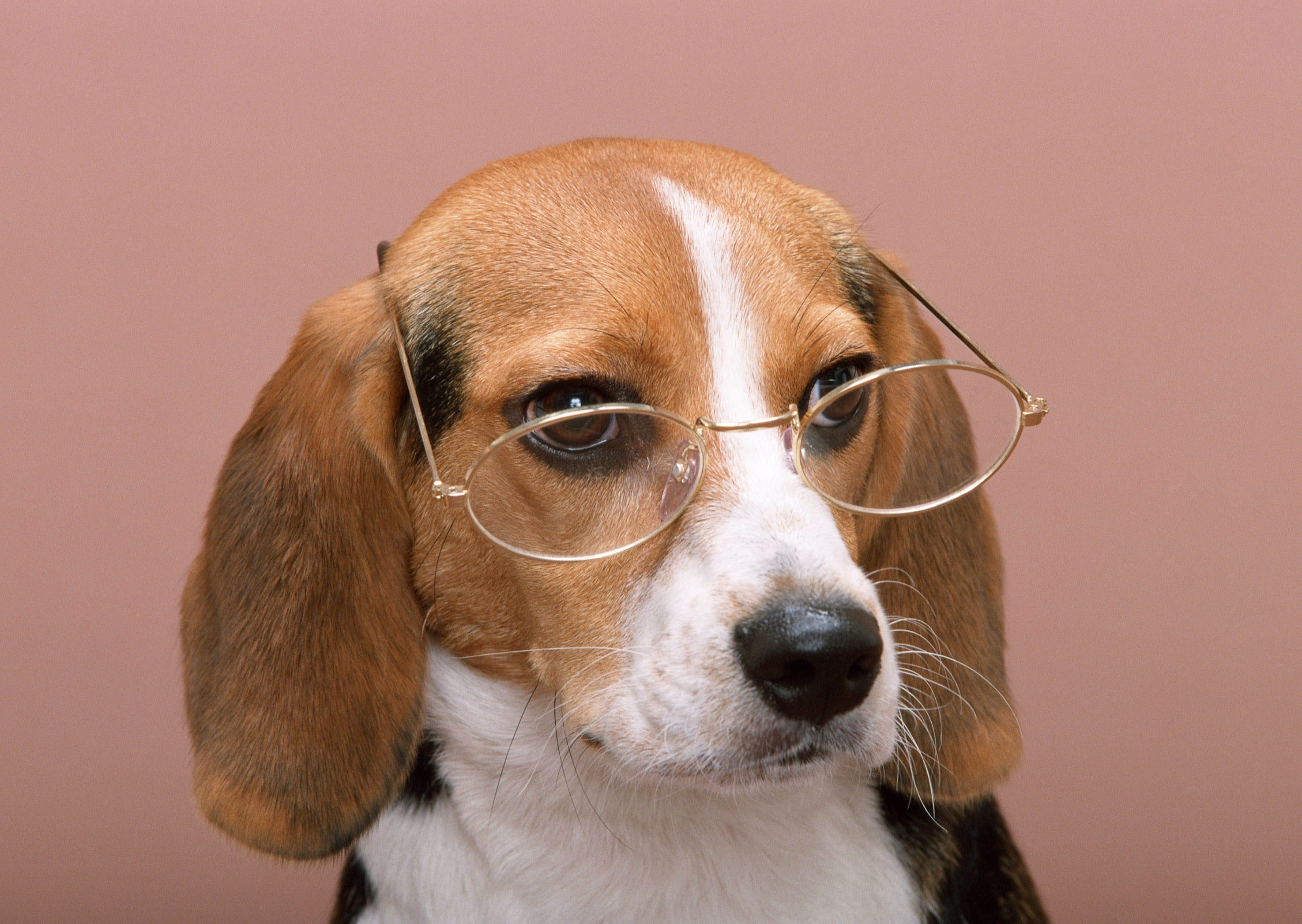 Brown and white short-coat dog wearing eyeglasses HD wallpaper ...