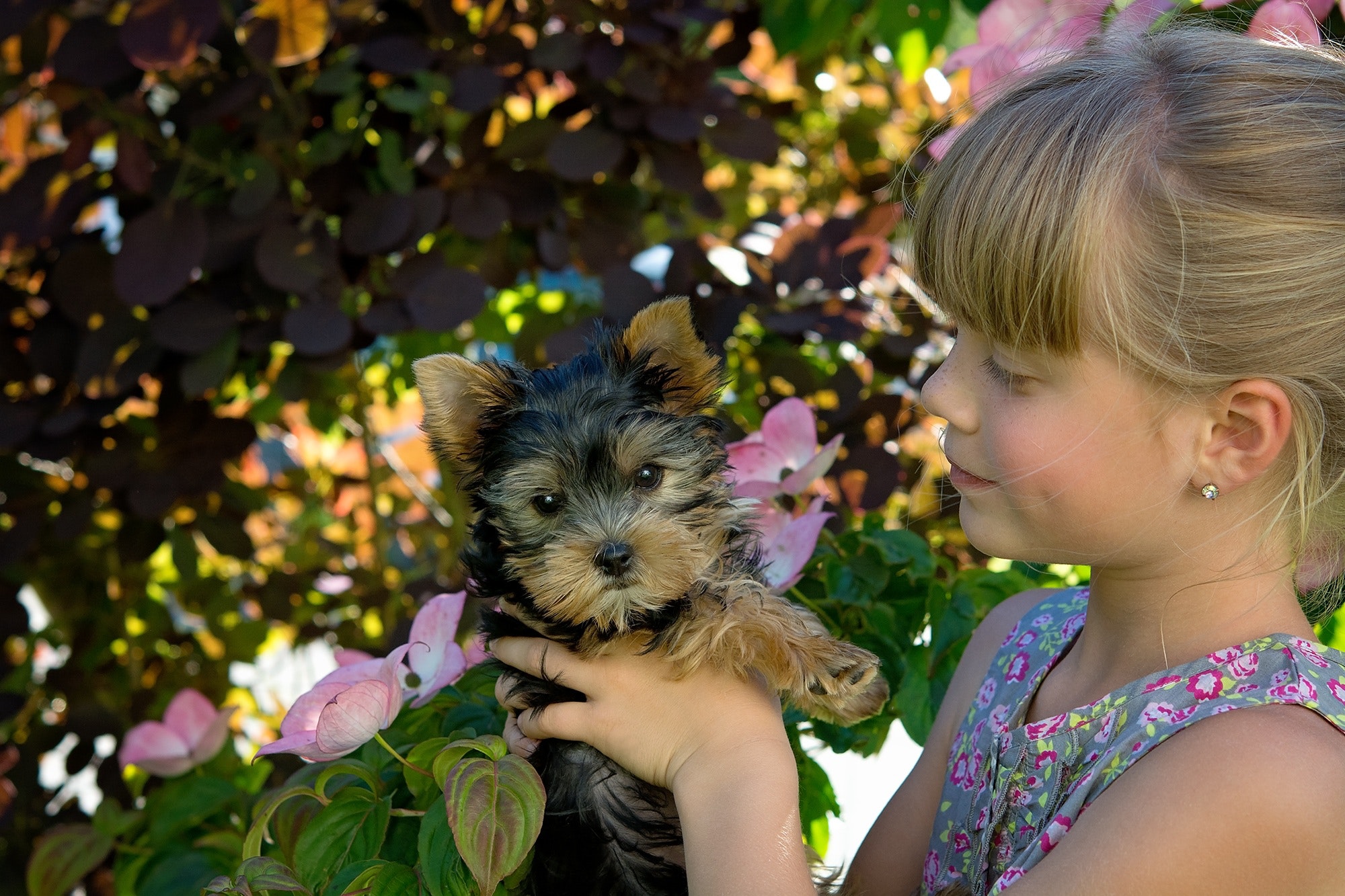 Girl holding black and brown short coated dog photo