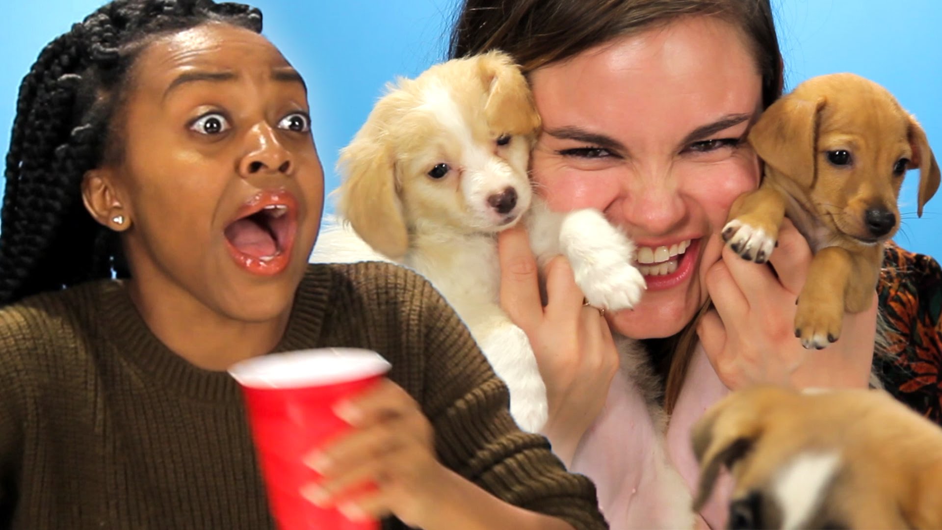 Drunk Girls Get Surprised With Puppies - YouTube