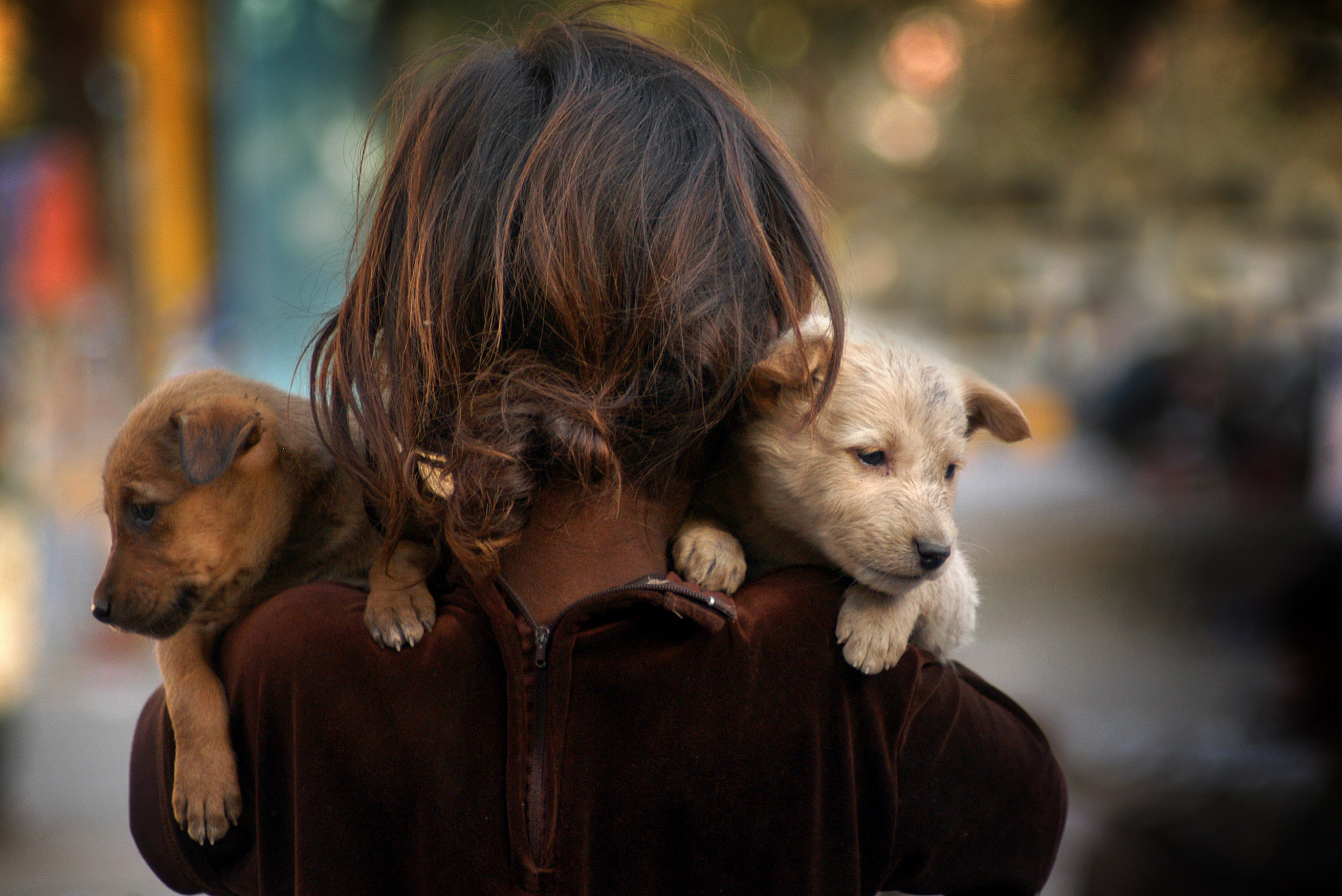 Женщина любит животных. Бездомные животные. Бездомные животные и человек. Обнимает собаку. Доброта животных.