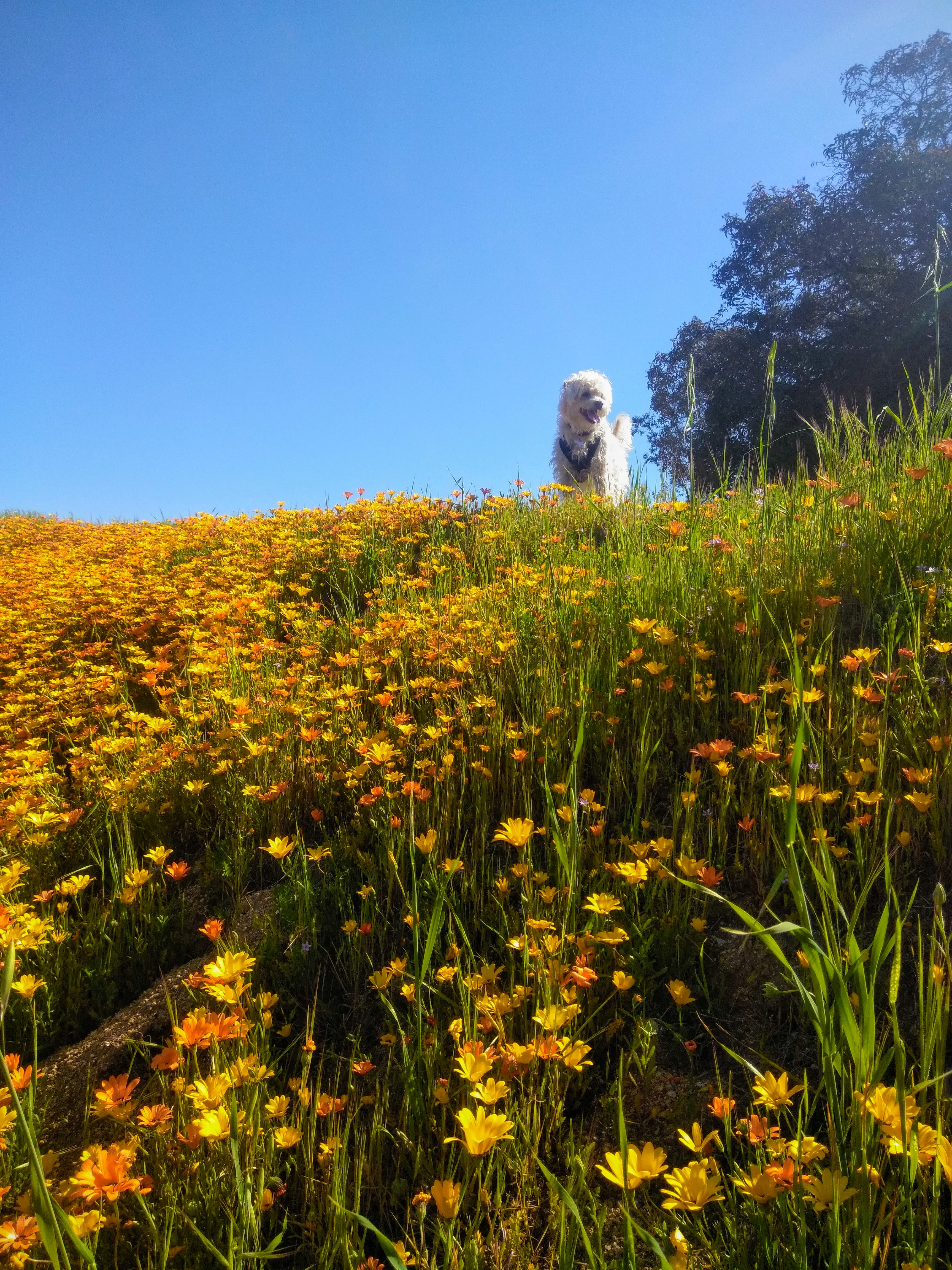 glandular Cape marigold - I Love Griffith Park