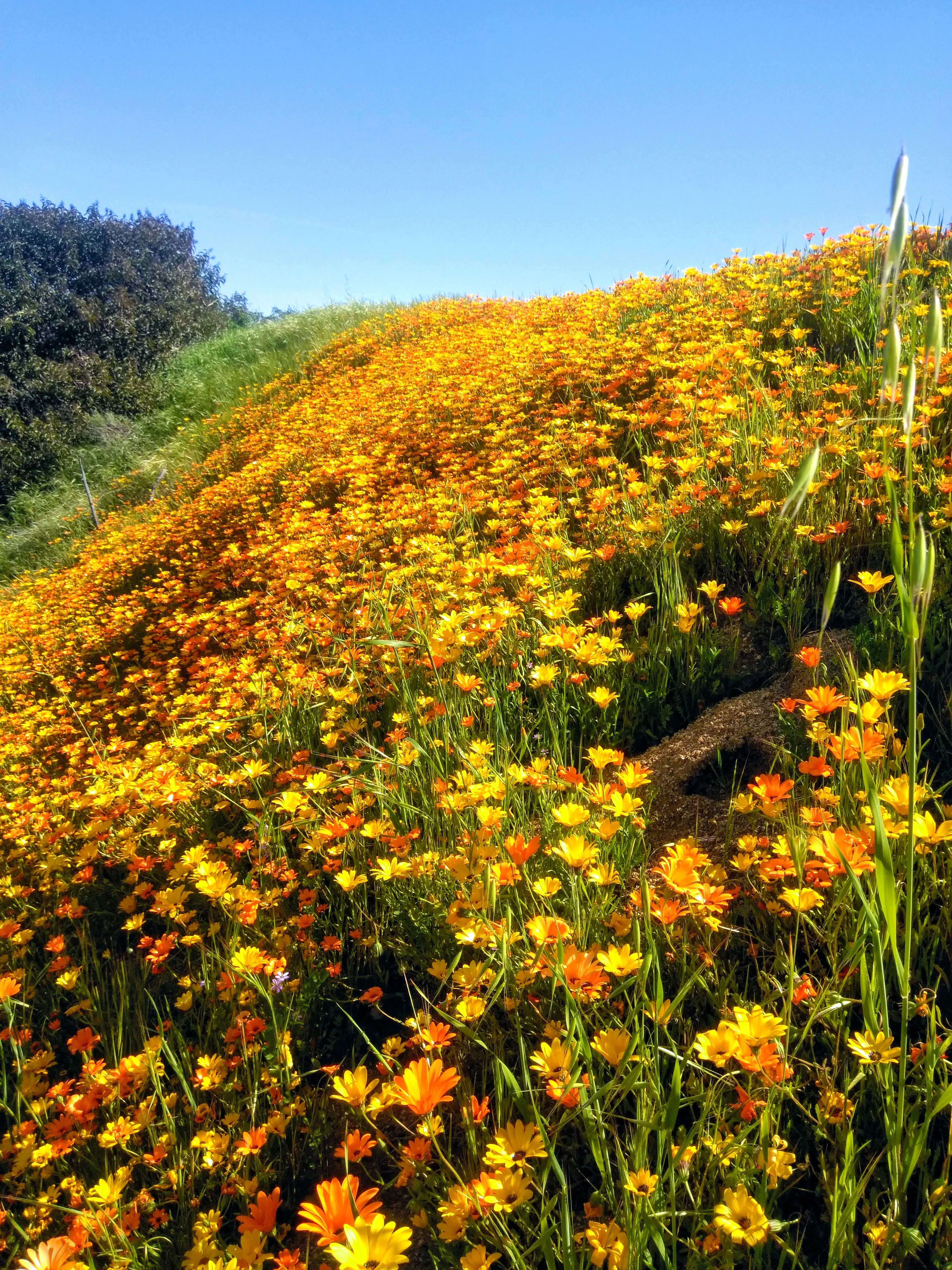 glandular Cape marigold - I Love Griffith Park