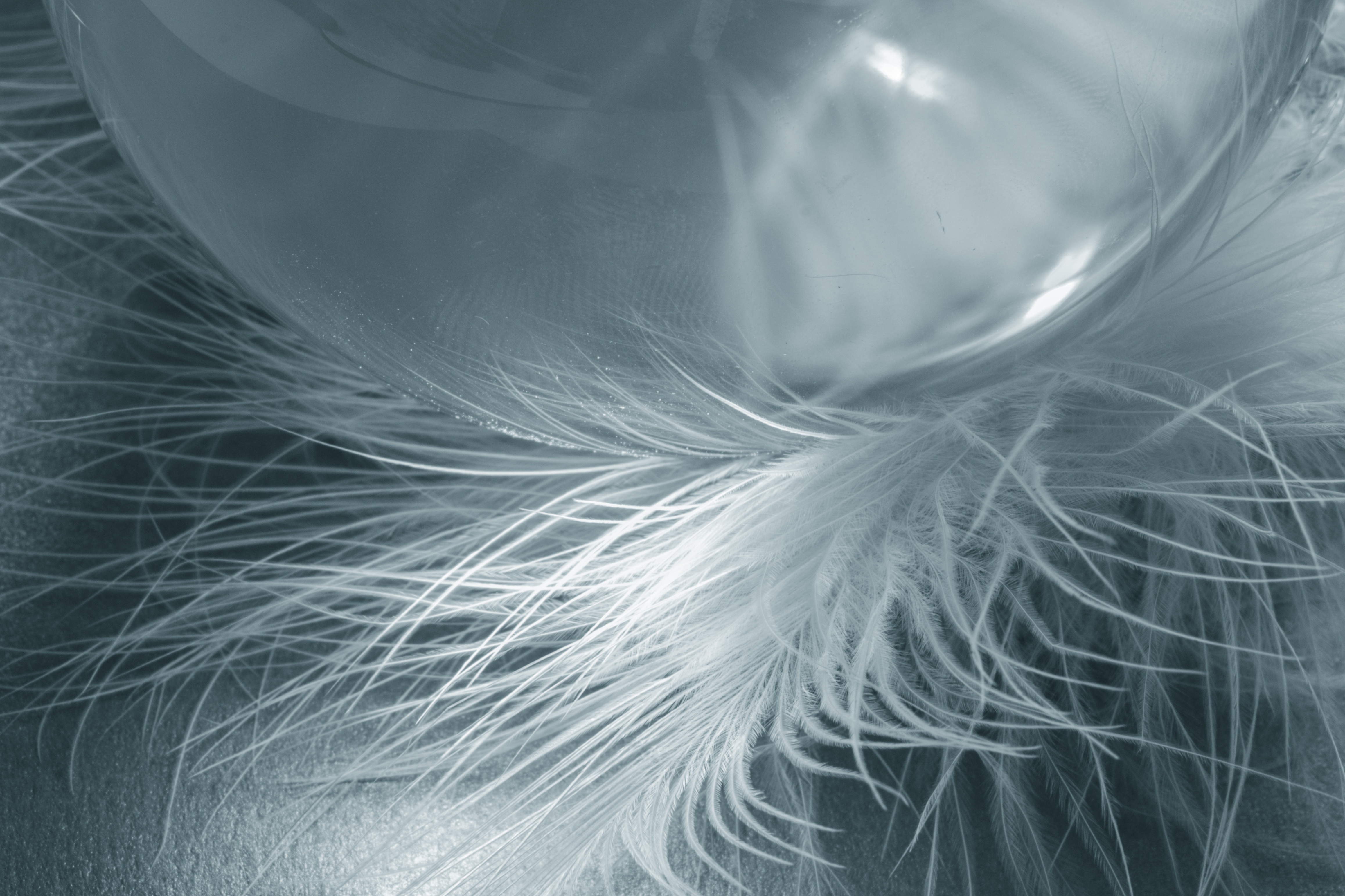 Glass ball n feathers photo