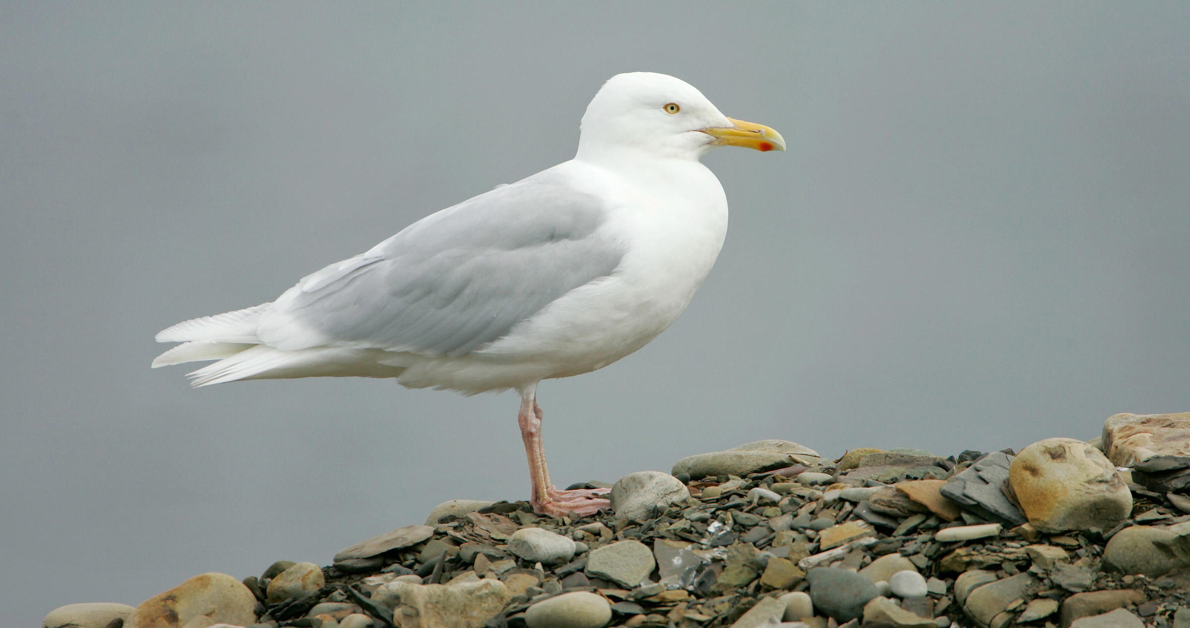 Glaucous gull photo