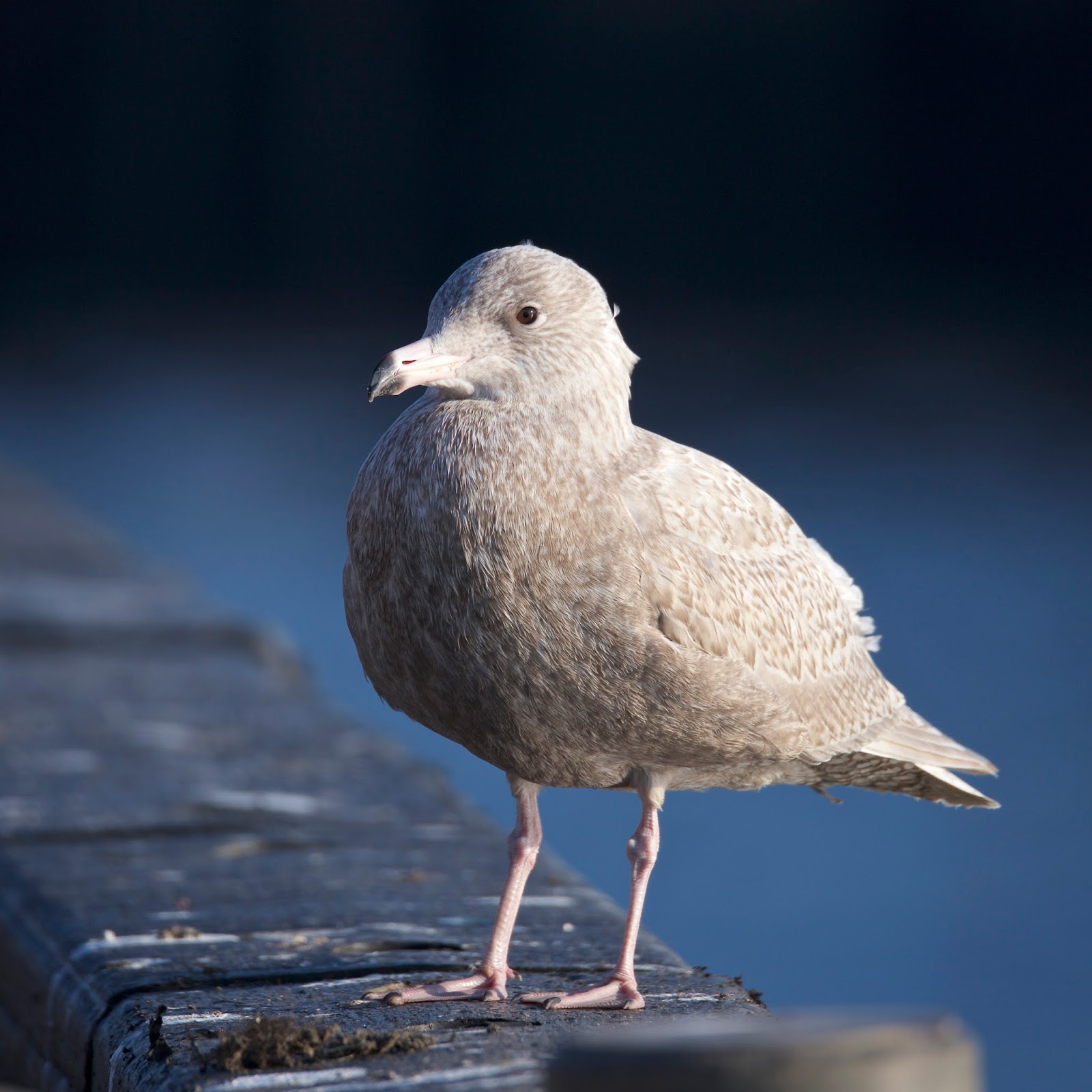 TrogTrogBlog: Glaucous gull