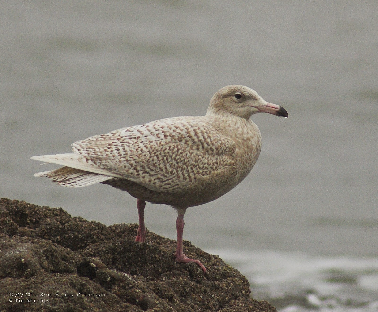 The Two Bird Theory: Glaucous Gull - Sker Point, Glamorgan