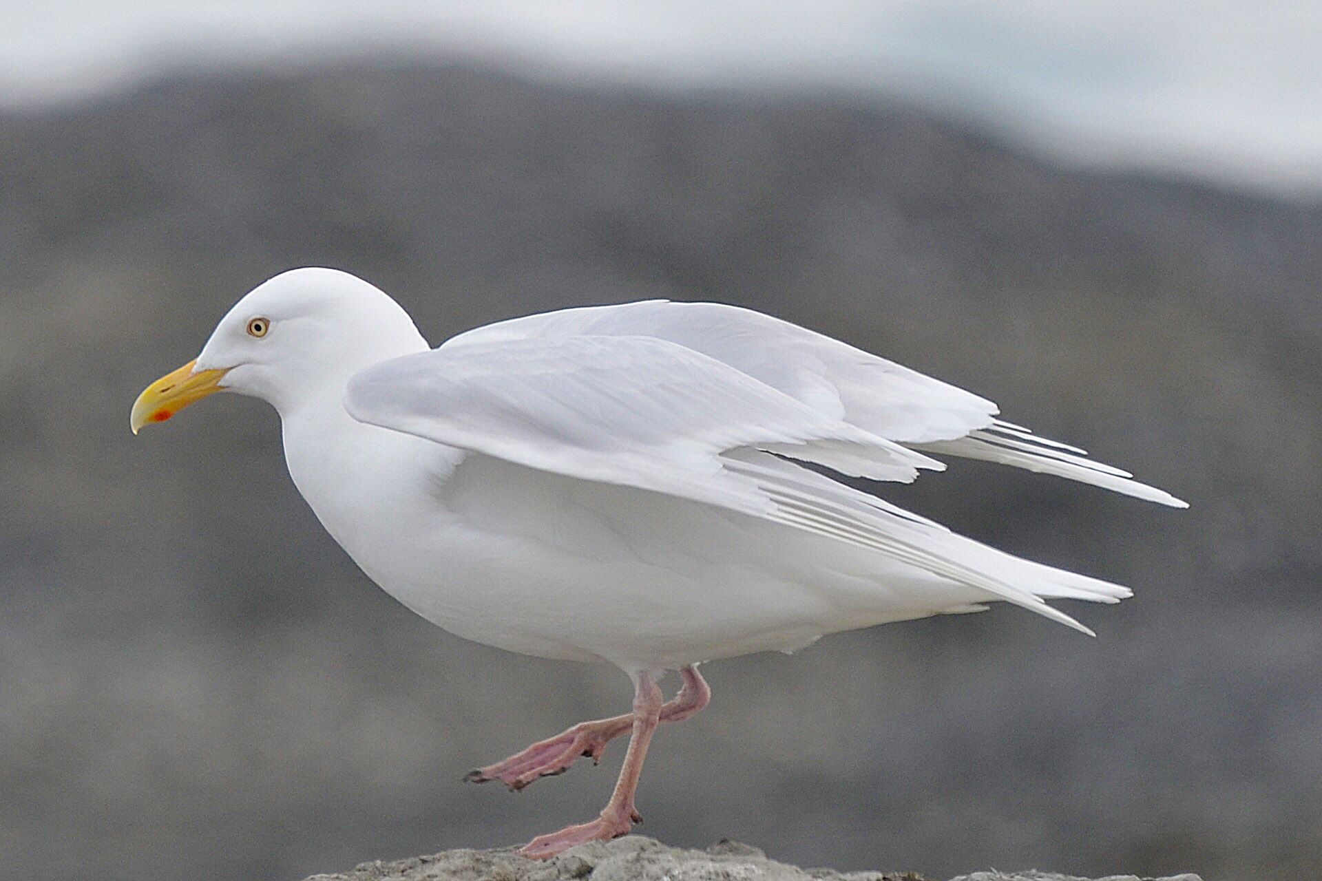 Glaucous Gull | Life List (Birding) | Pinterest | Gull, Life list ...