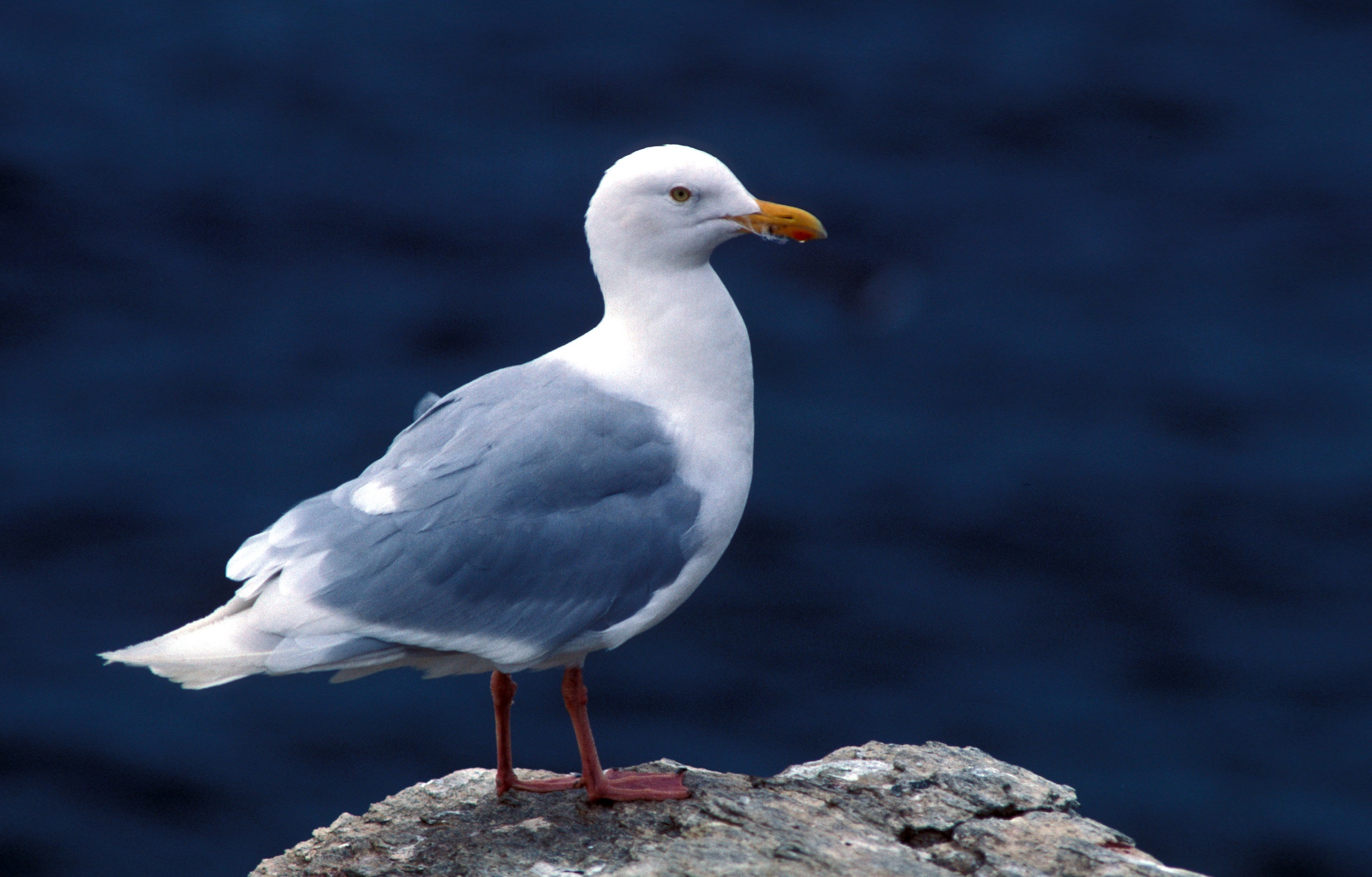 Glaucous gull photo