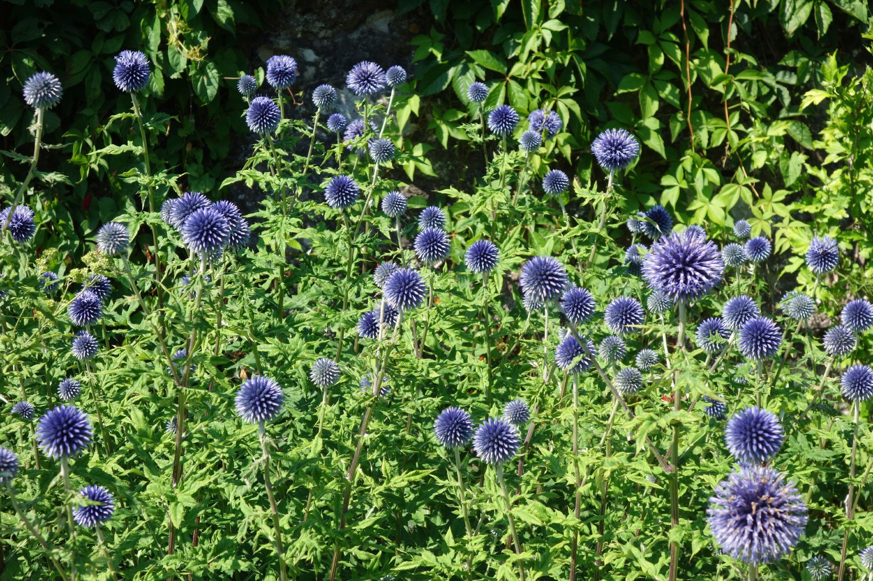 Growing Globe Thistle Flowers ? Information About Globe Thistle Echinops
