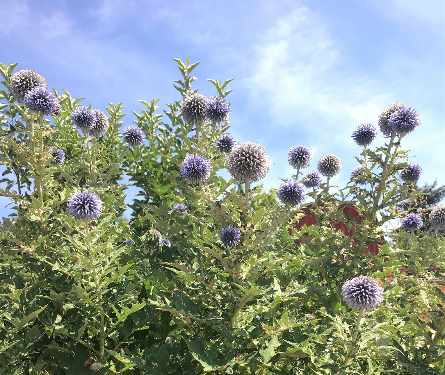 Globe Thistle – SNAKE RIVER SEED COOPERATIVE