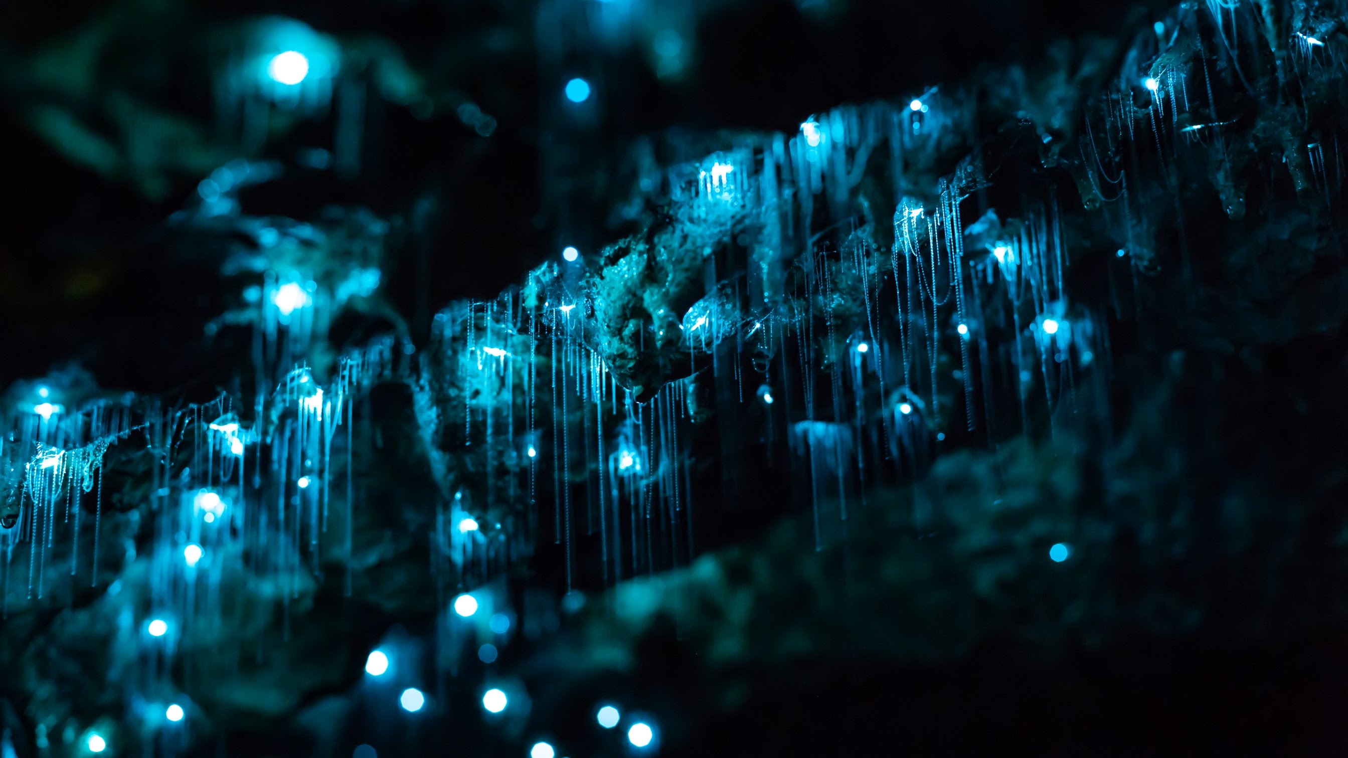 Glowworms in Motion - A Time-lapse of NZ's Glowworm Caves in 4K ...