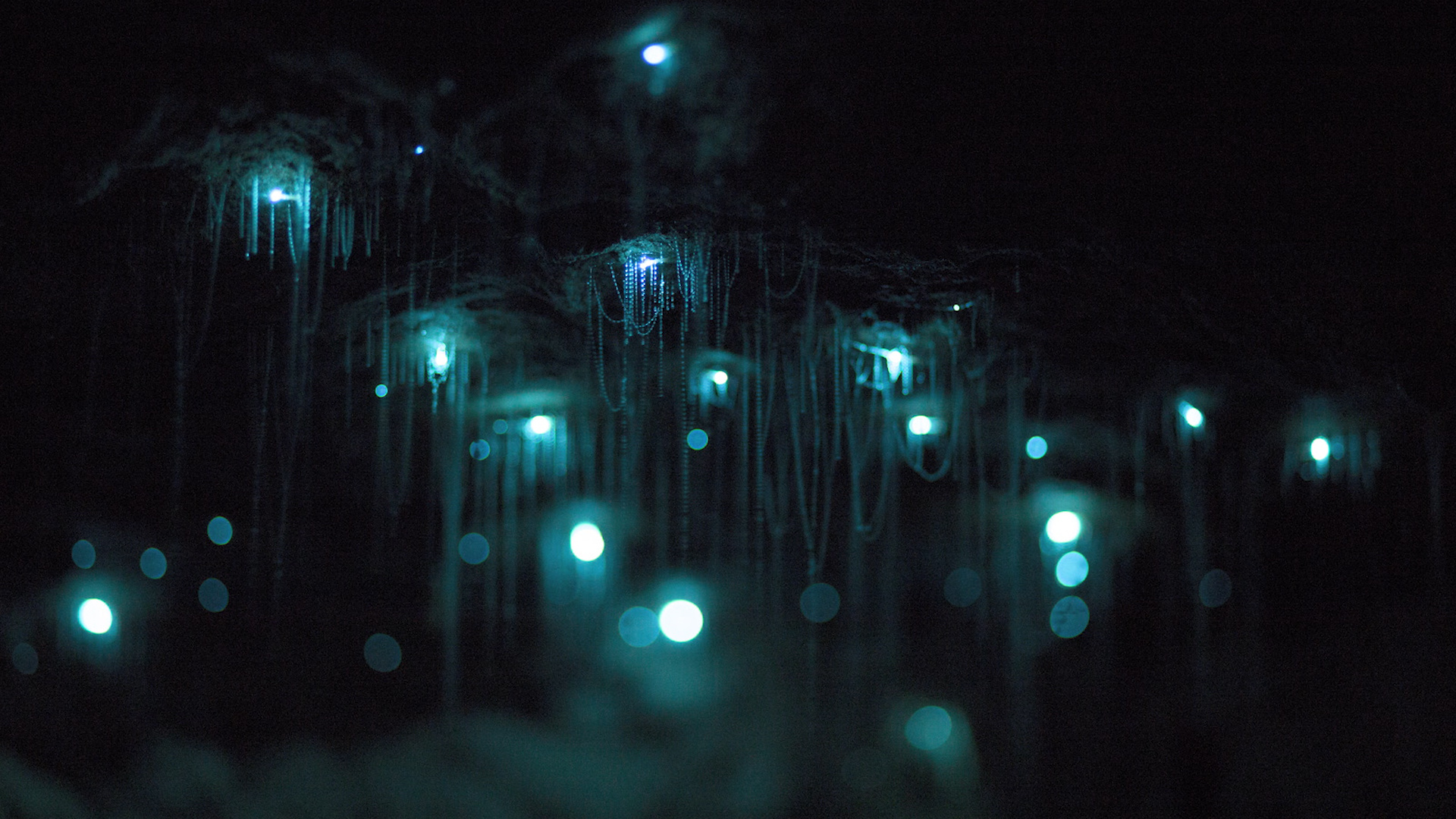 Shedding Light On The New Zealand Glow Worm - Science Friday