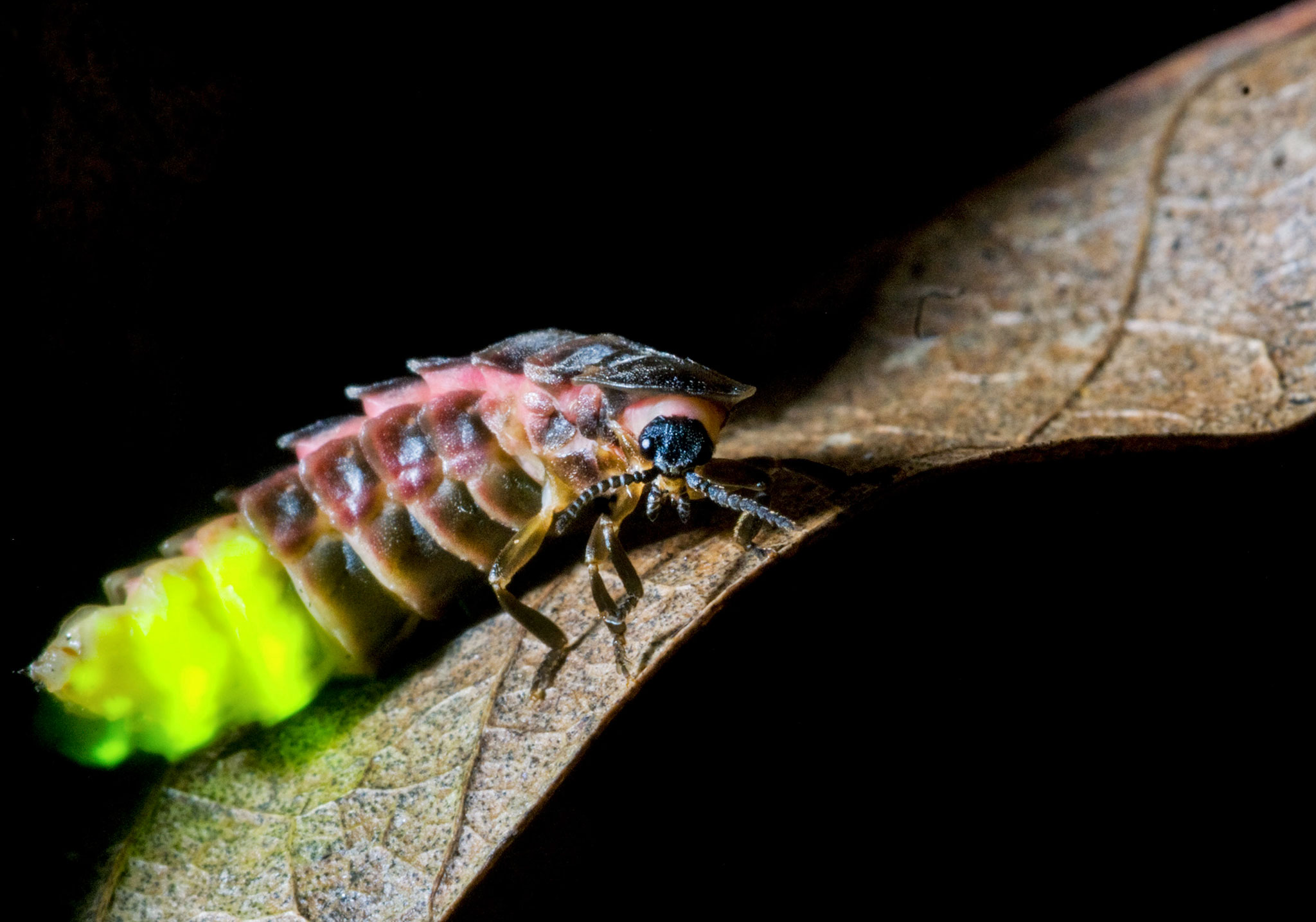 Female Glow Worms With the Brightest Gleam Make the Best Mates