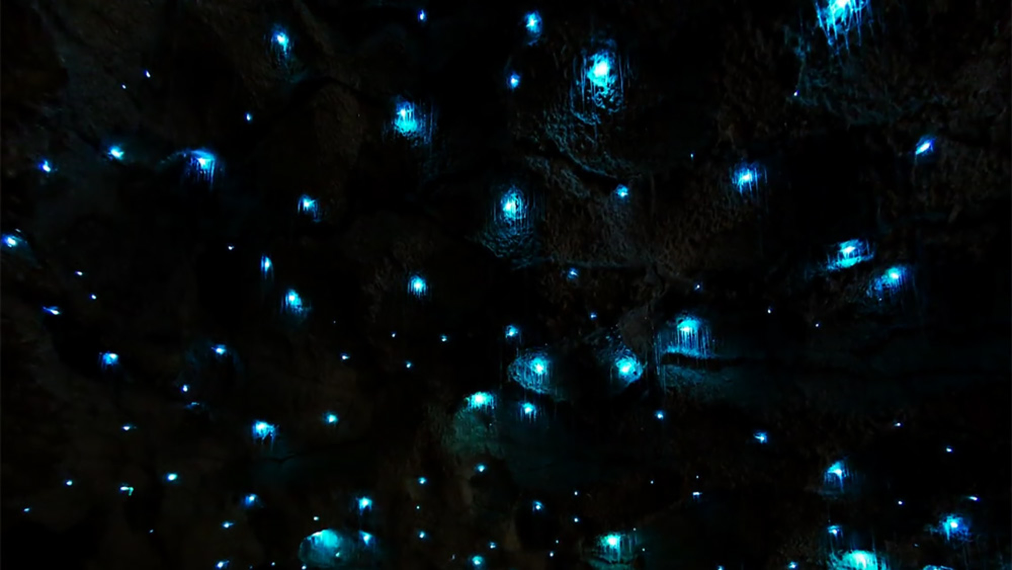 Glow worms mimic stars, creating a stunning faux night sky in a New ...