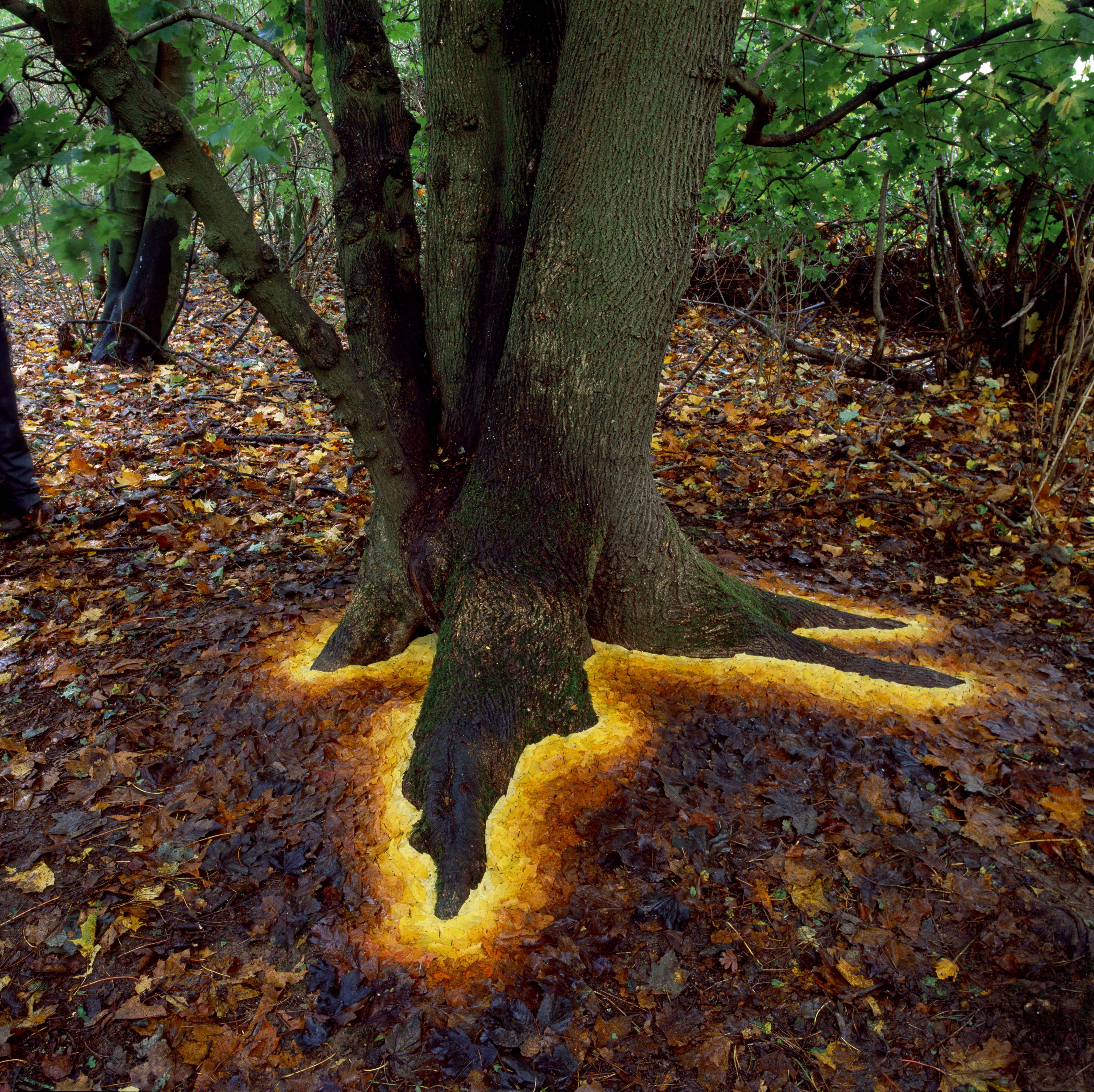 Glowing Base Of Tree Made By Arranging Leaves : pics