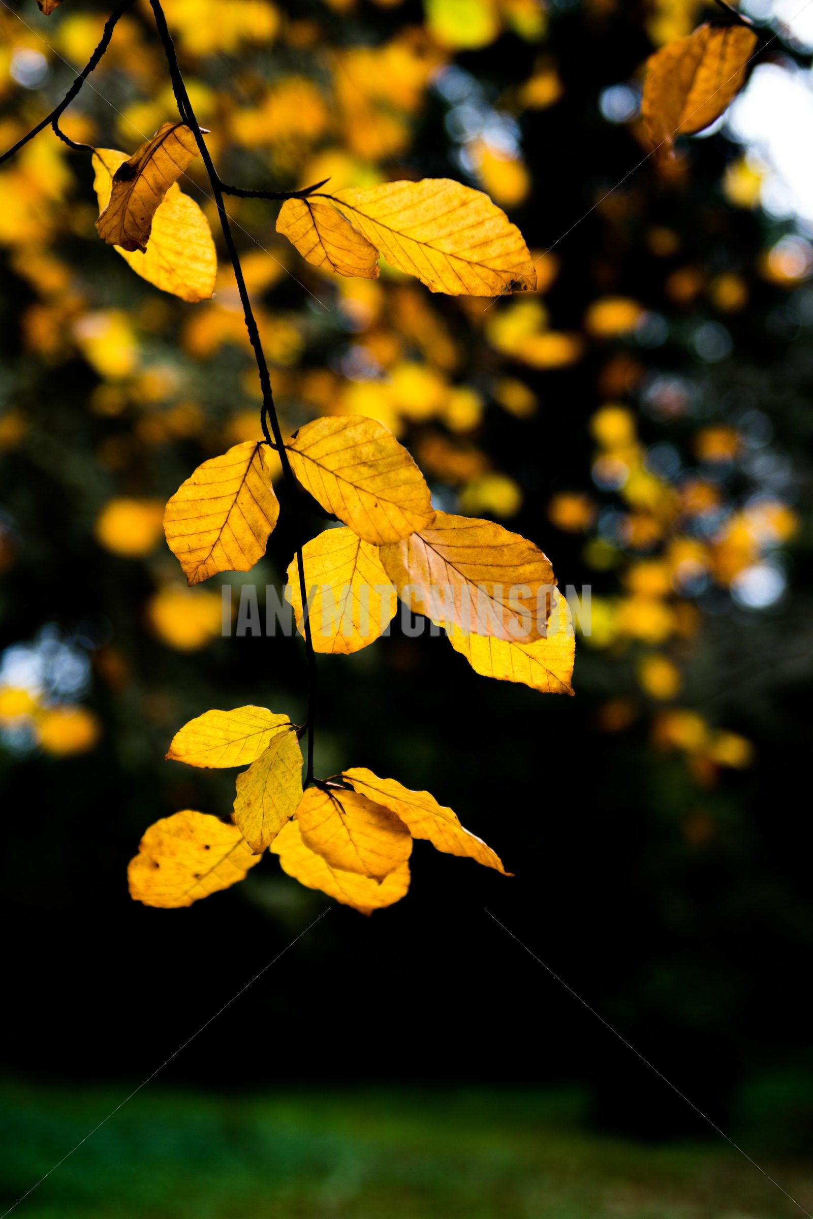 Yellow fall leaves glowing on a trees branch – Ian Mitchinson ...