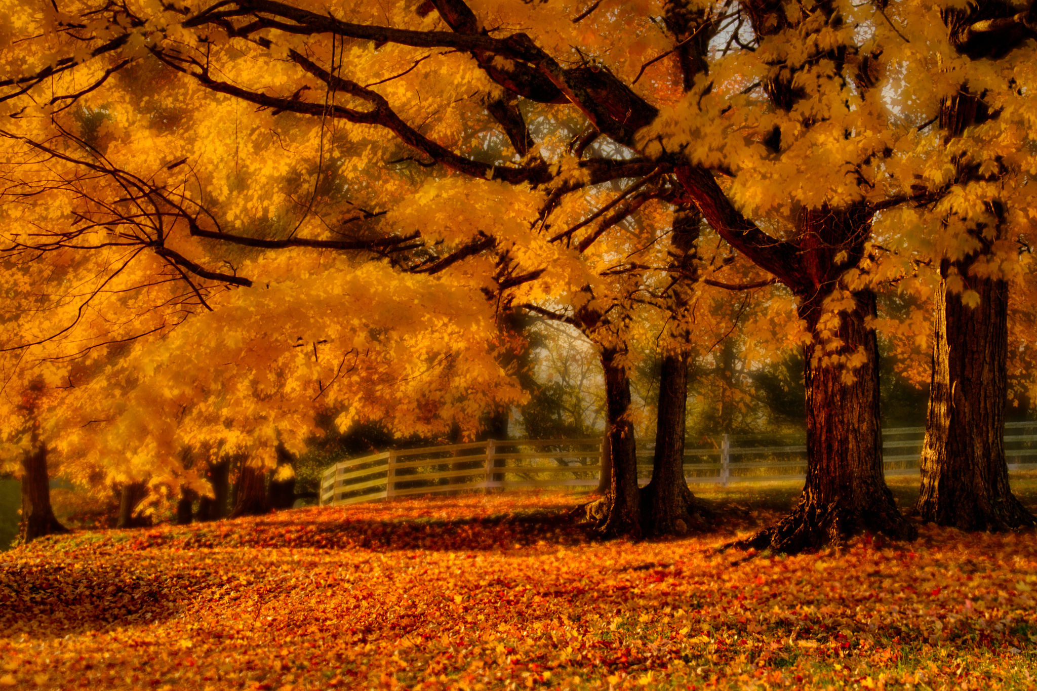 Glowing Leaves of Fall by Richard Barrow on 500px | A WaLk In The ...
