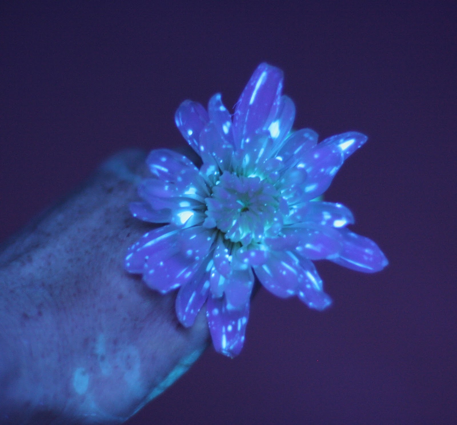 Flower Science Experiment for Kids: DIY Glowing Flowers